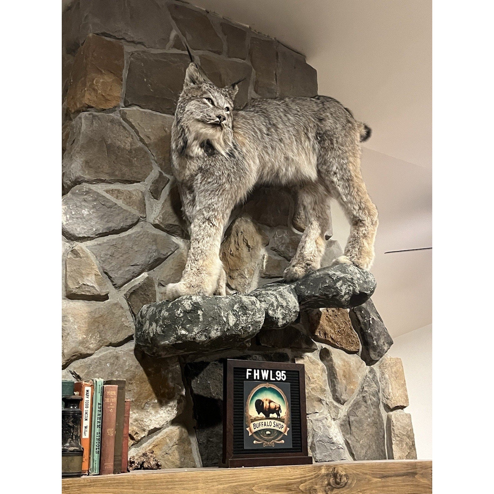 FHWL95 - Alaskan Lynx Taxidermy Full Body Mount Prime Fur