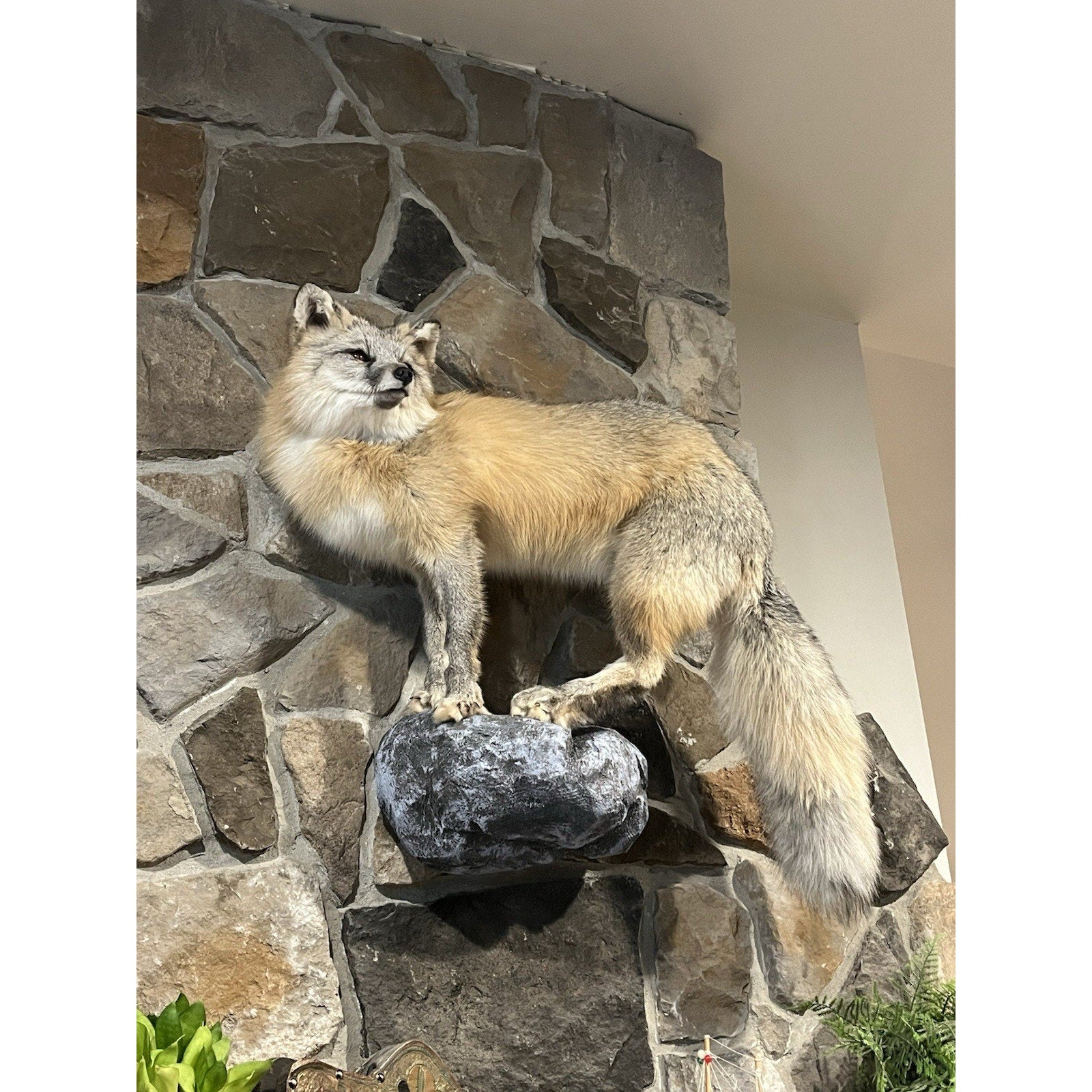 FHWL40 -museum Quality Ranch Fox Taxidermy mount