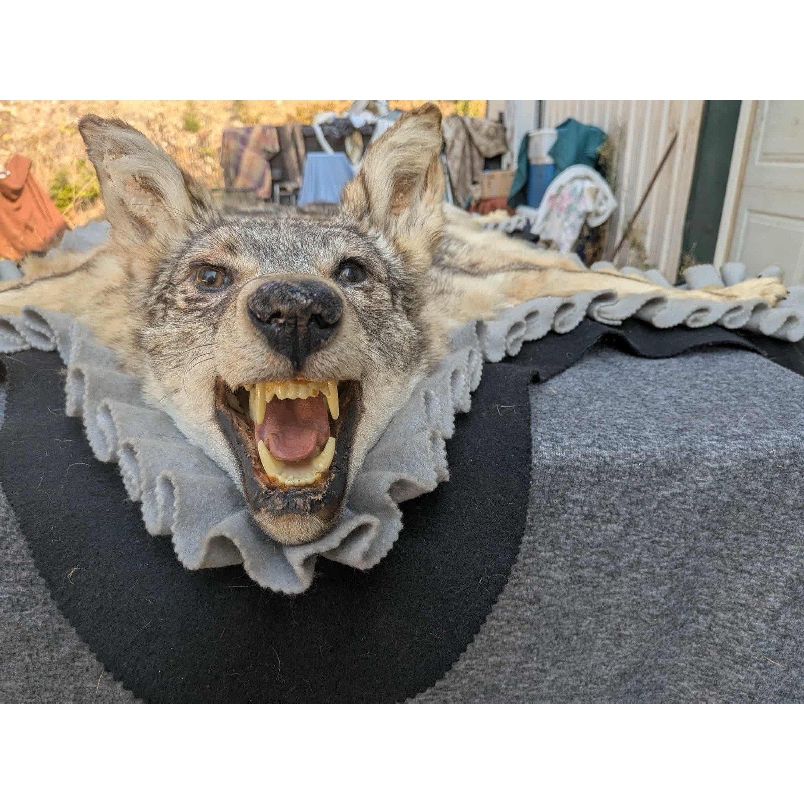 FHPAT122 - Vintage Coyote Rug or WALL Taxidermy Mount