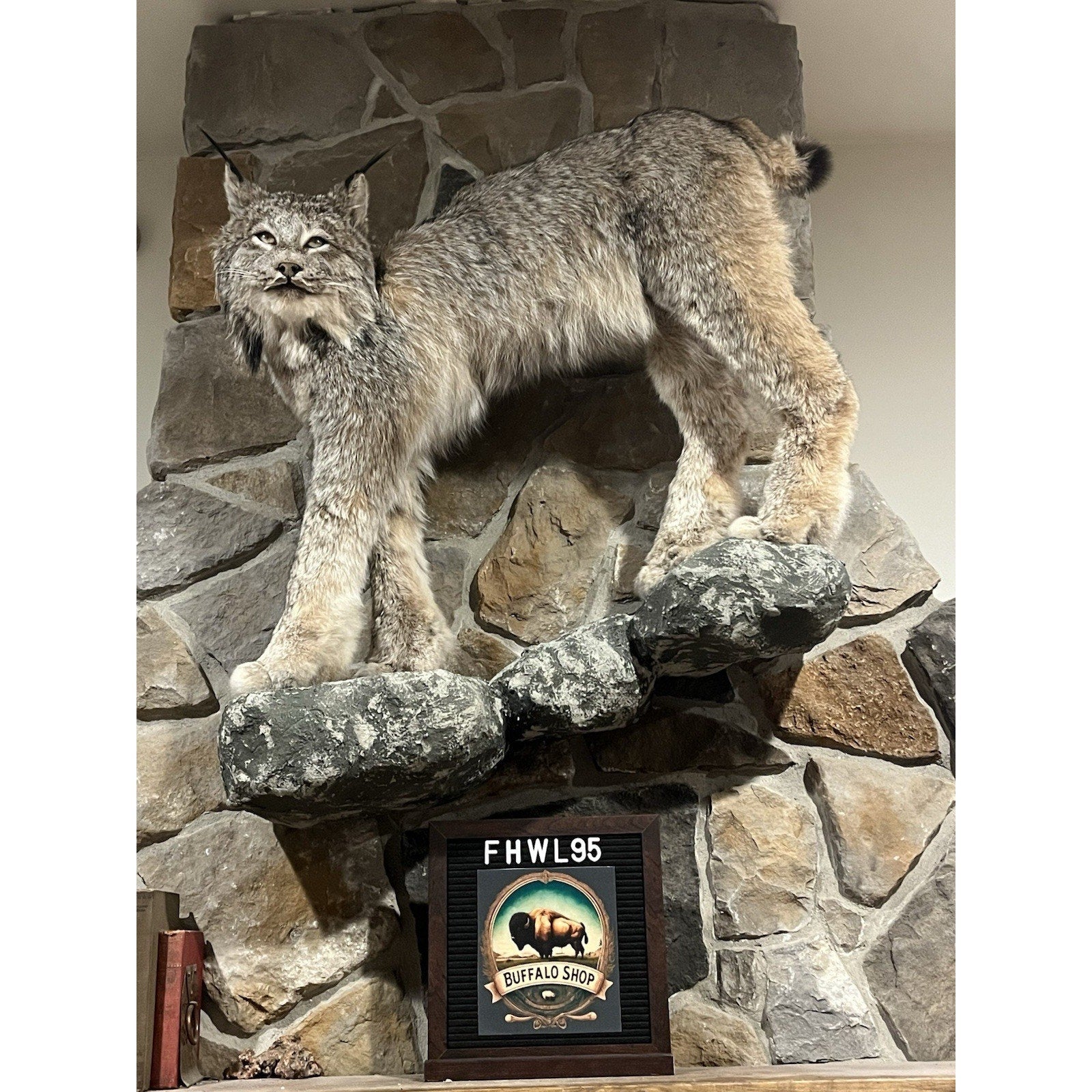 FHWL95 - Alaskan Lynx Taxidermy Full Body Mount Prime Fur