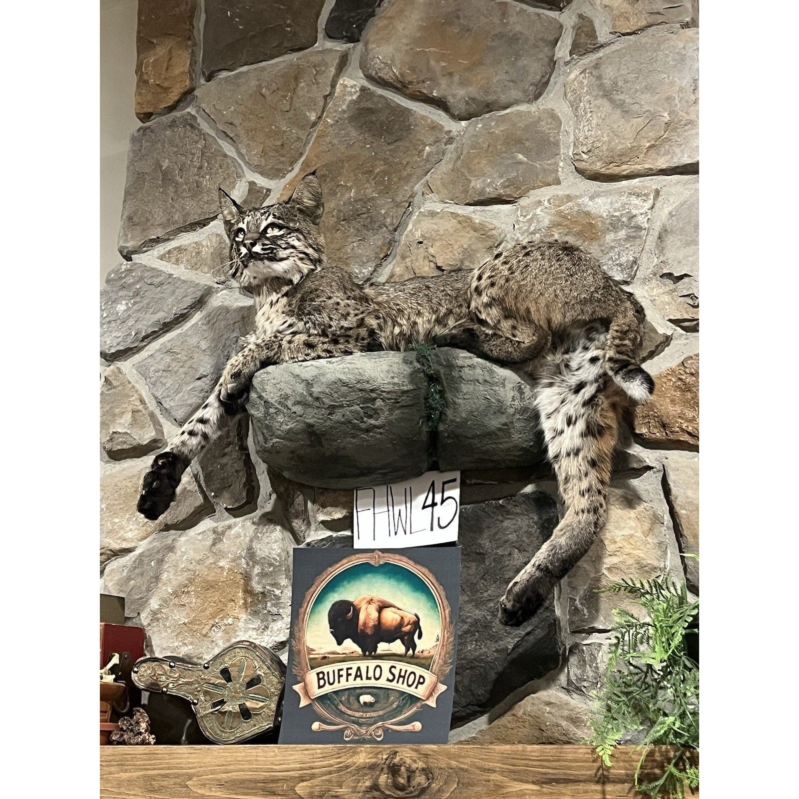 FHWL45 - Bobcat Taxidermy Full Body Mount