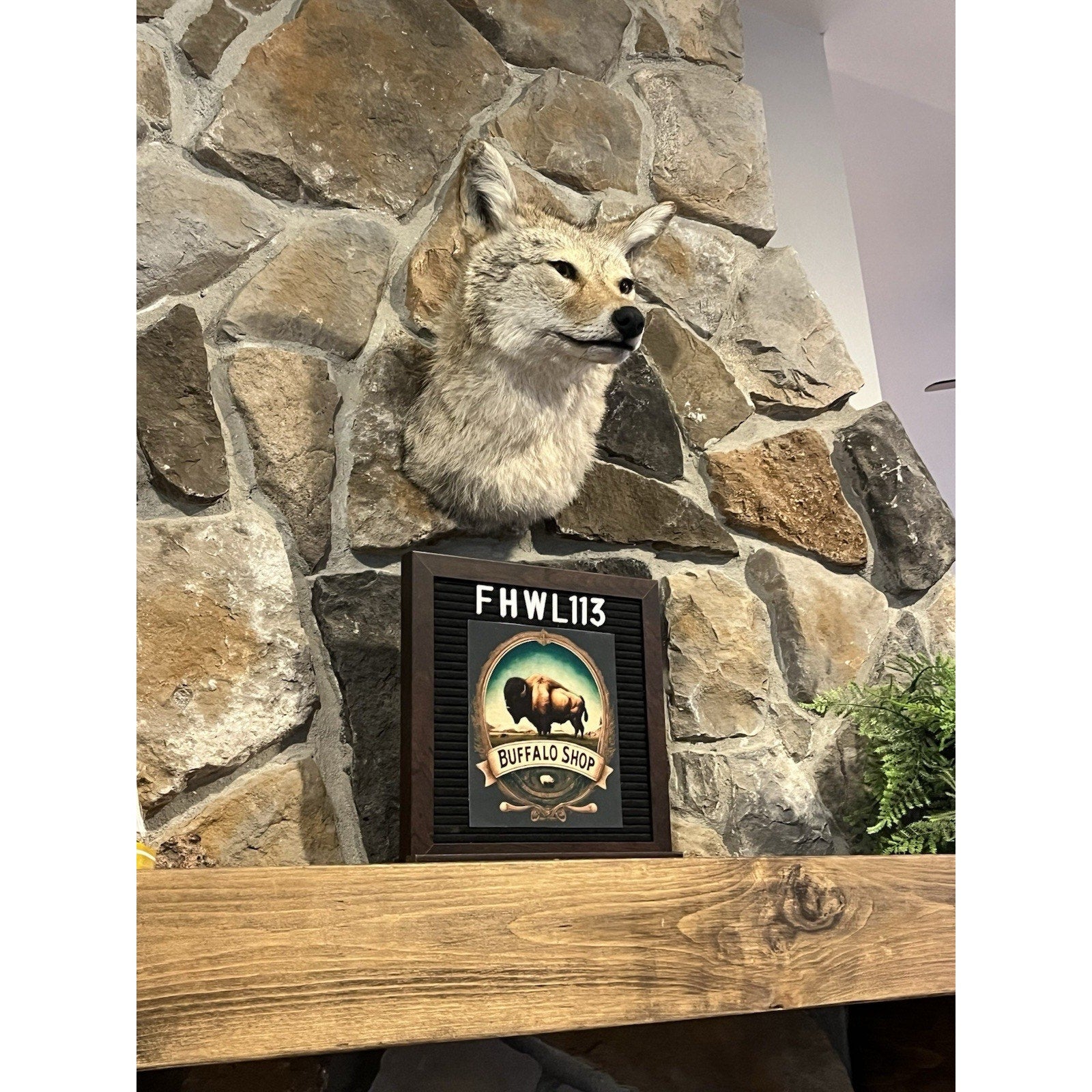 FHWL113- Coyote Shoulder Museum Quality mount Taxidermy