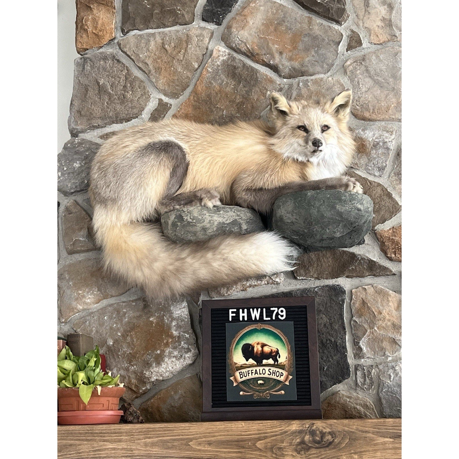 FHWL79 - Museum Quality Red Fox Taxidermy mount