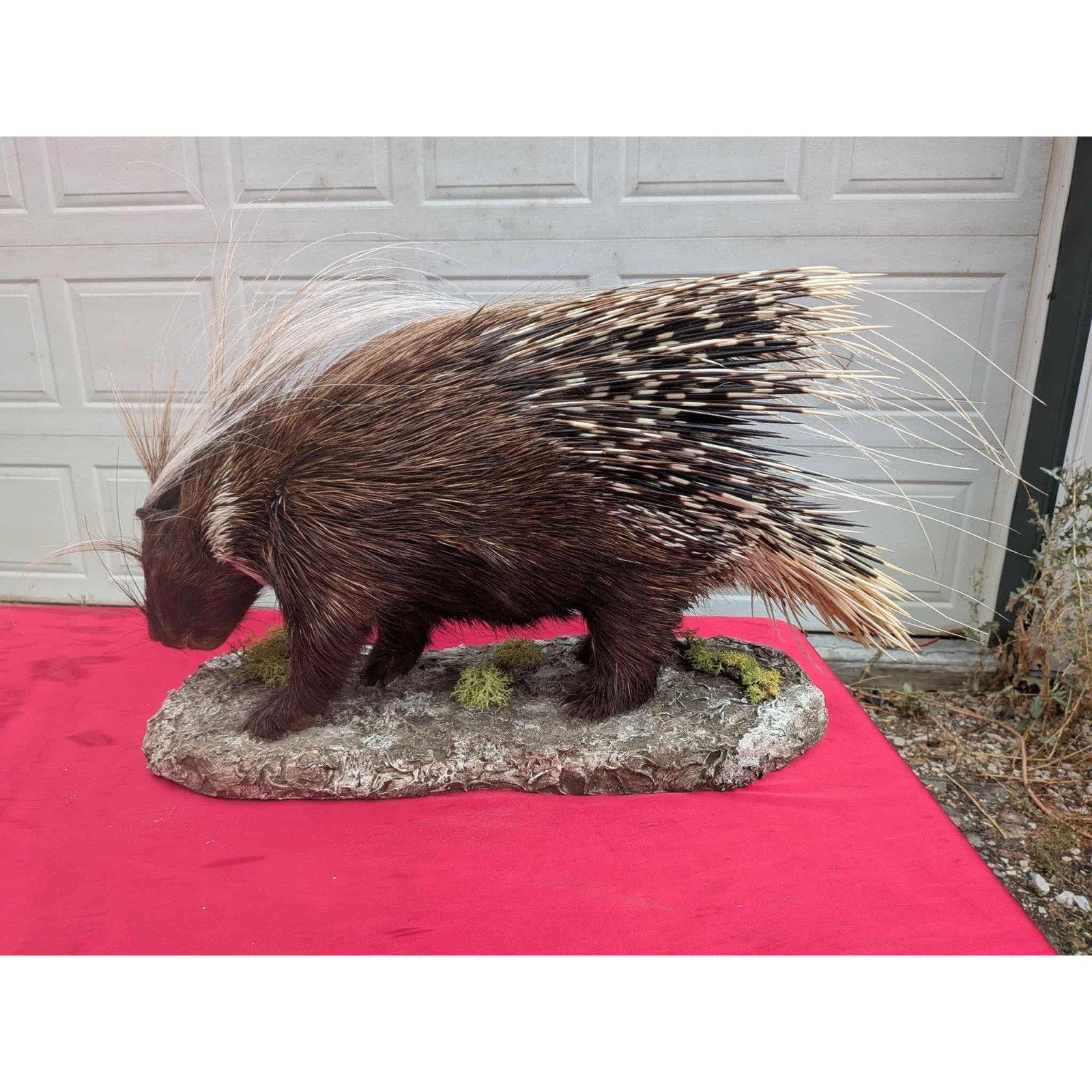FHPAT747 - Premium African Crested Porcupine Taxidermy Mount