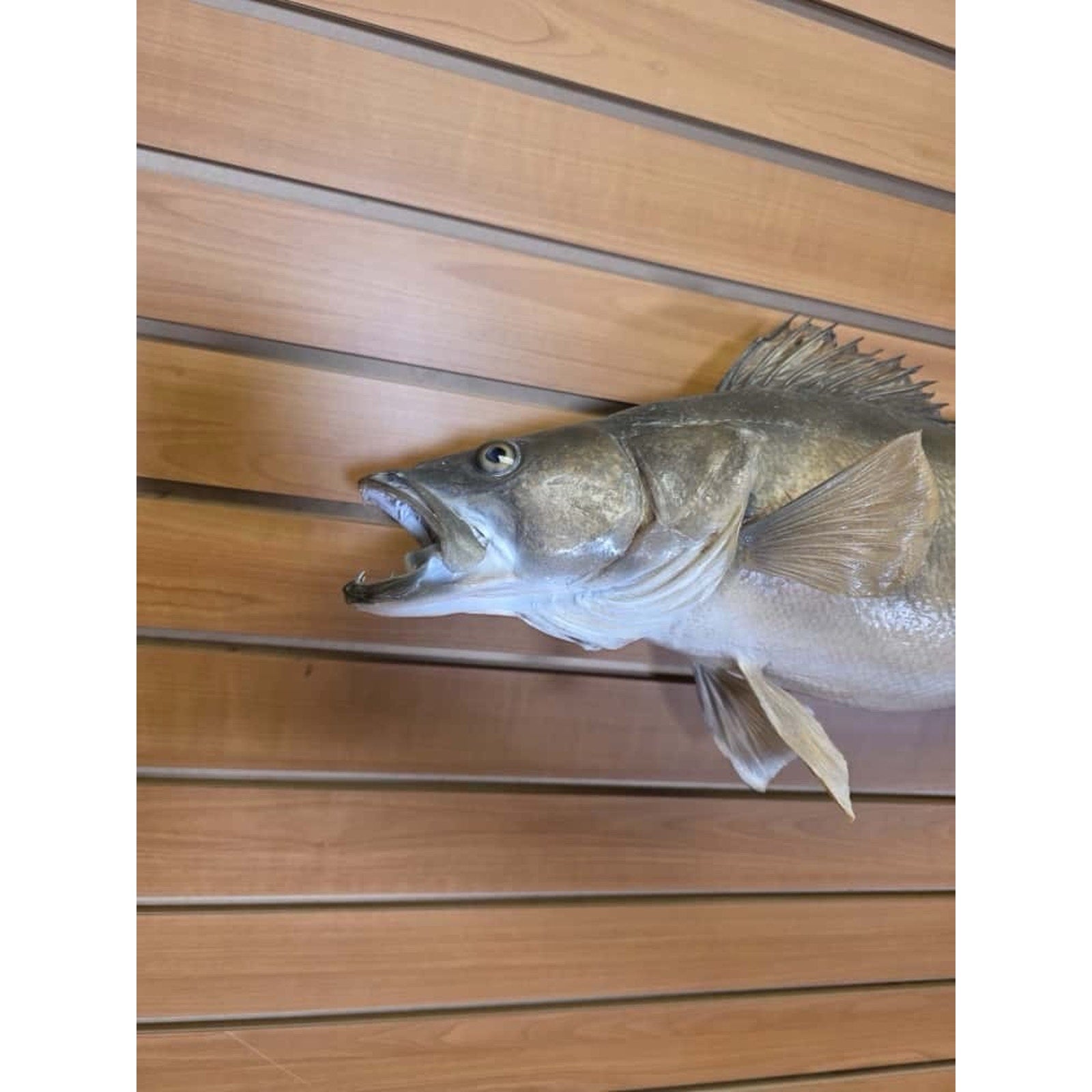 JTV217 - Real Skin Walleye Fish Taxidermy Mount 25”