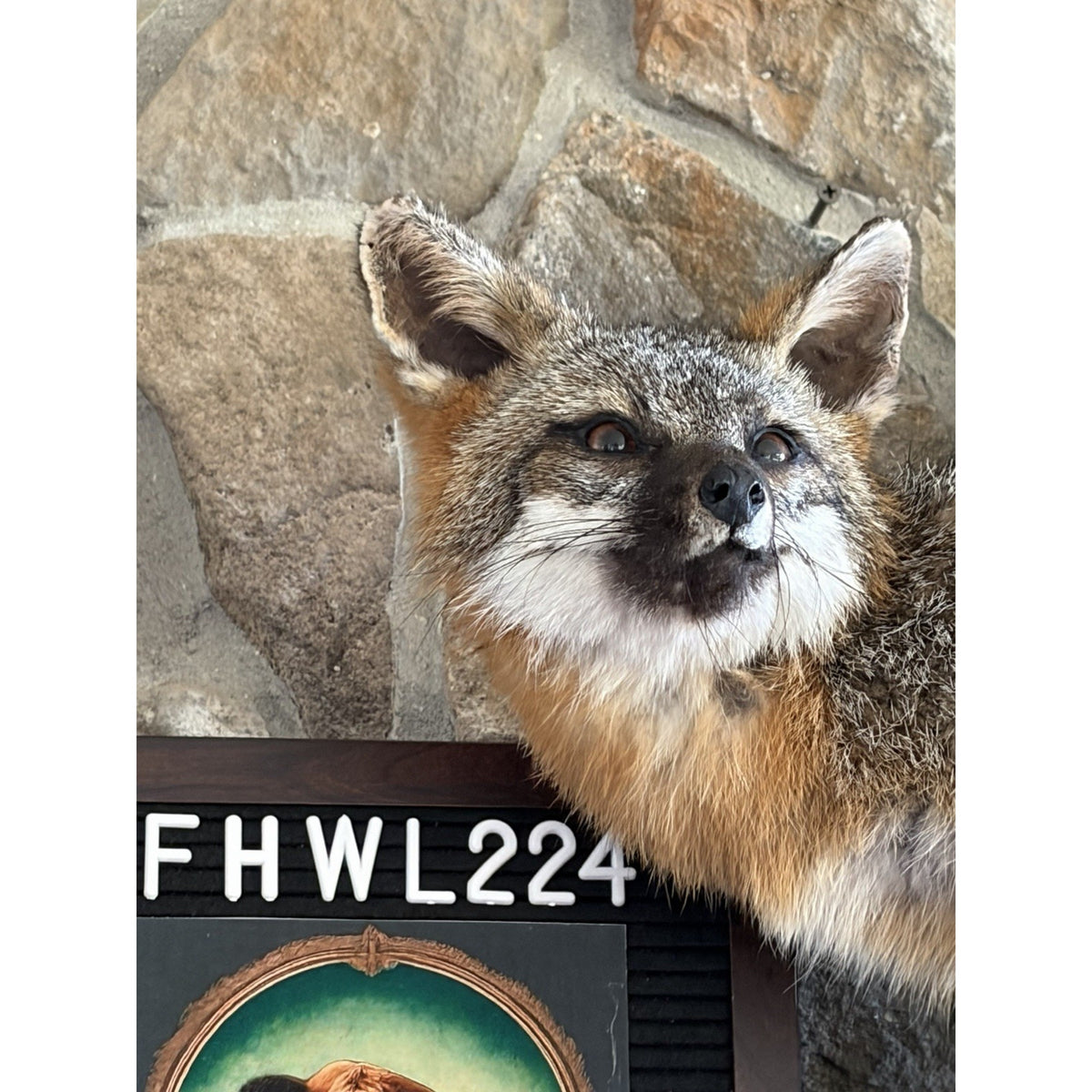 FHWL224 - Grey Fox Taxidermy Full Body Mount Cabin Camp Man Cave