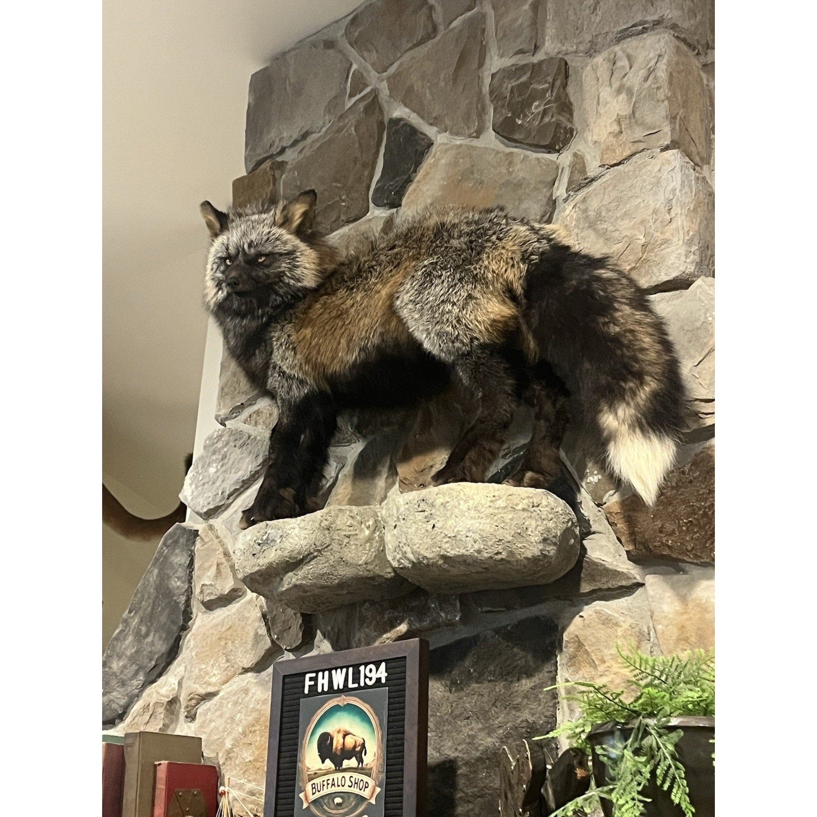 FHWL194- Museum Quality Ranch Fox Taxidermy mount
