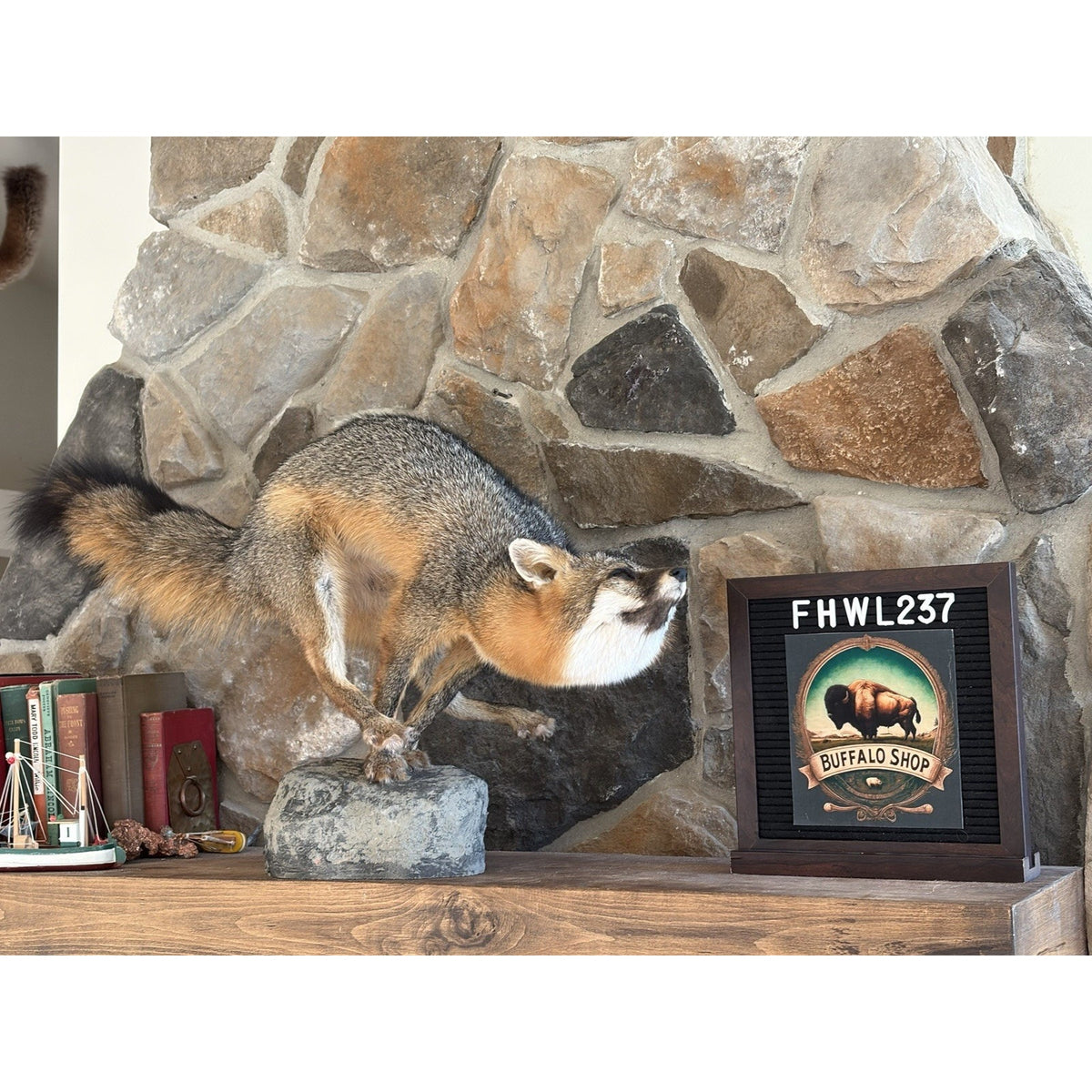 FHWL237- Grey Fox Taxidermy Full Body Mount Cabin Camp Man Cave