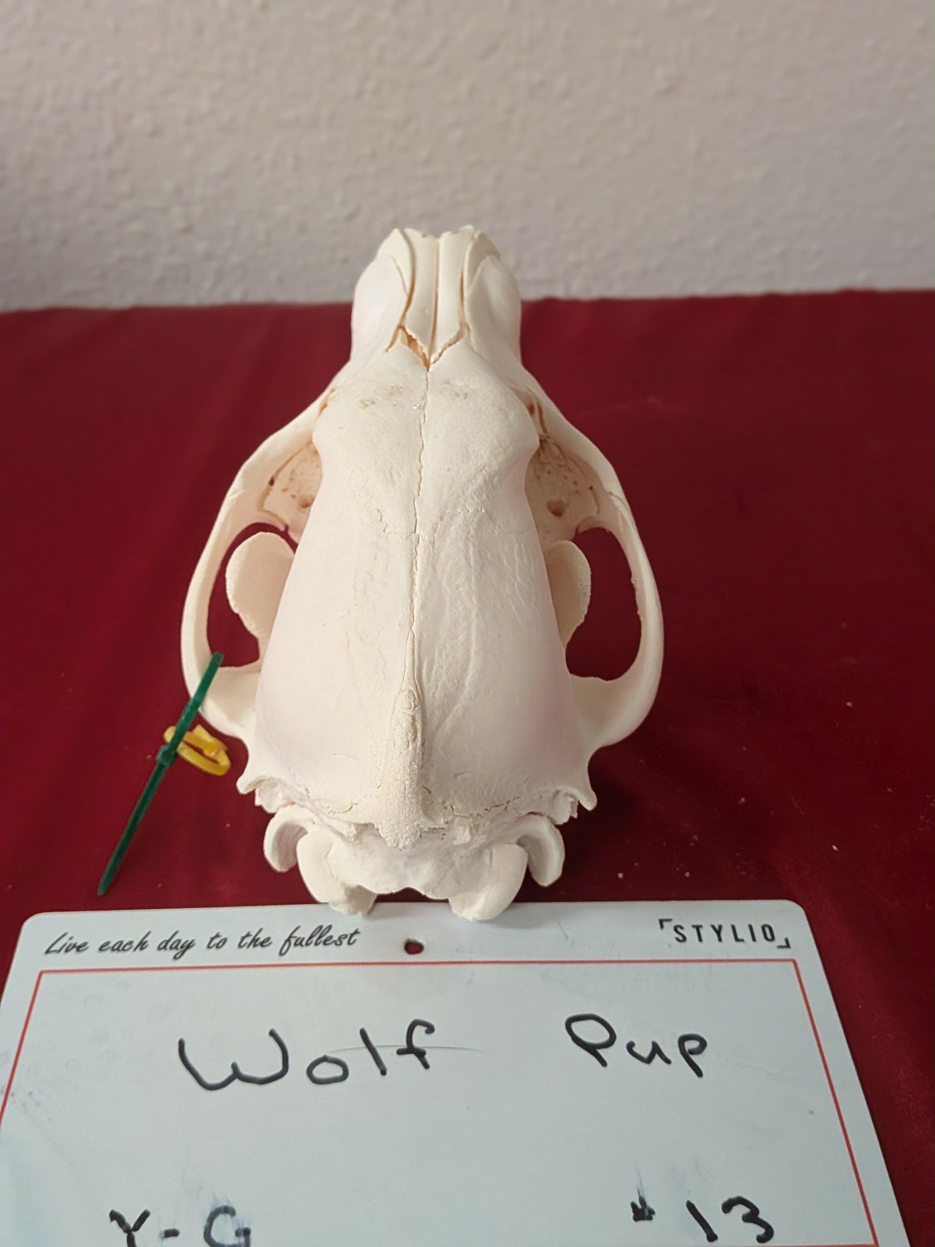 FHSUZW13 - Wolf Pup Skull Perfect Teeth