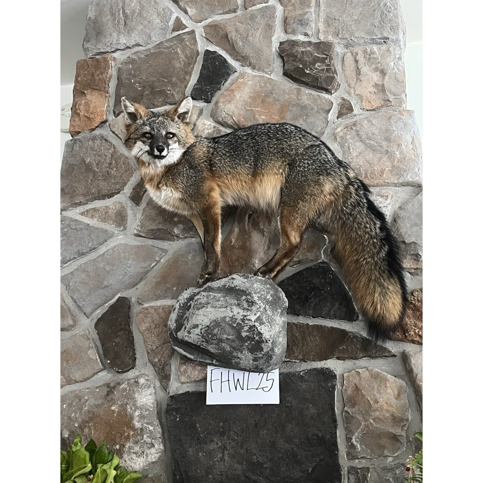 FHWL25 - Grey Fox Taxidermy Full Body Mount Cabin Camp Man Cave