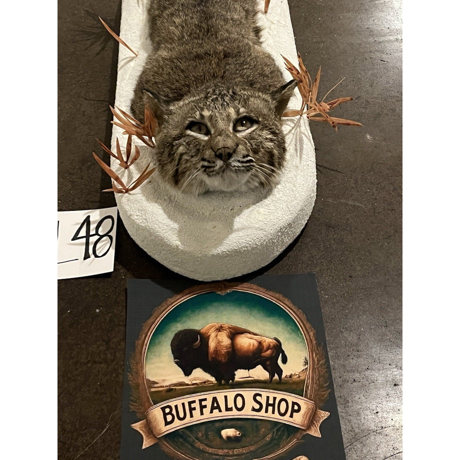 FHWL48 - Bobcat Taxidermy Full Body Mount In Snow.