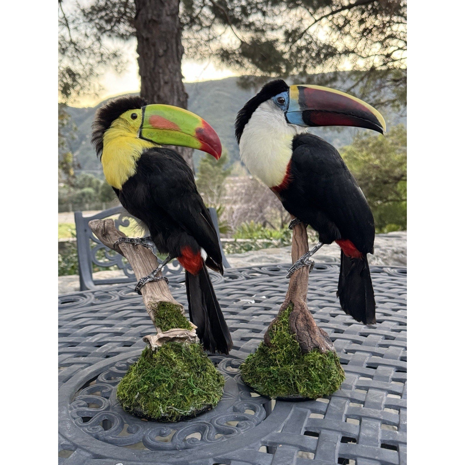 FHDARI28-Museum Quality Toucans Taxidermy Mount