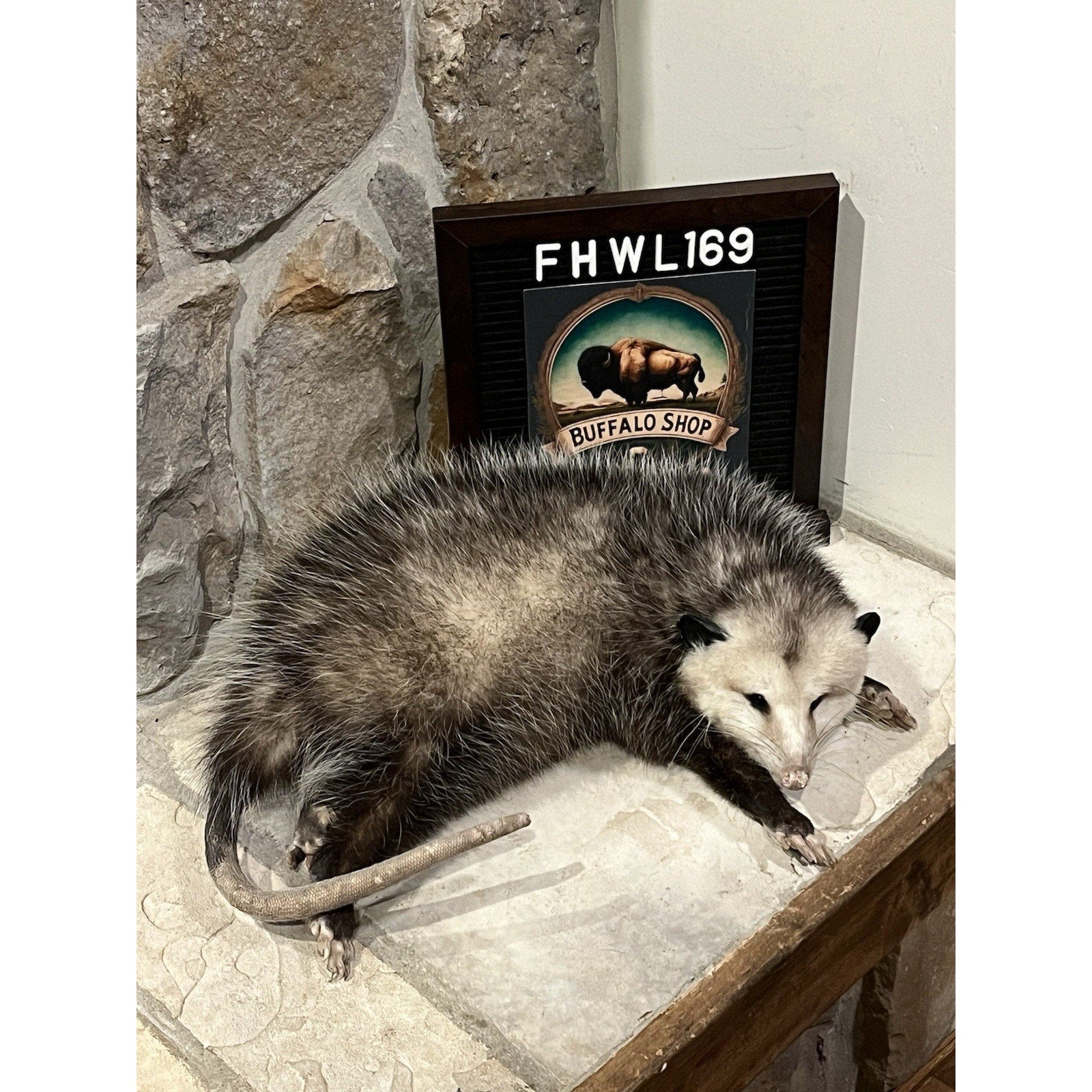 FHWL169 - Fat Opossum Taxidermy Full Body Mount