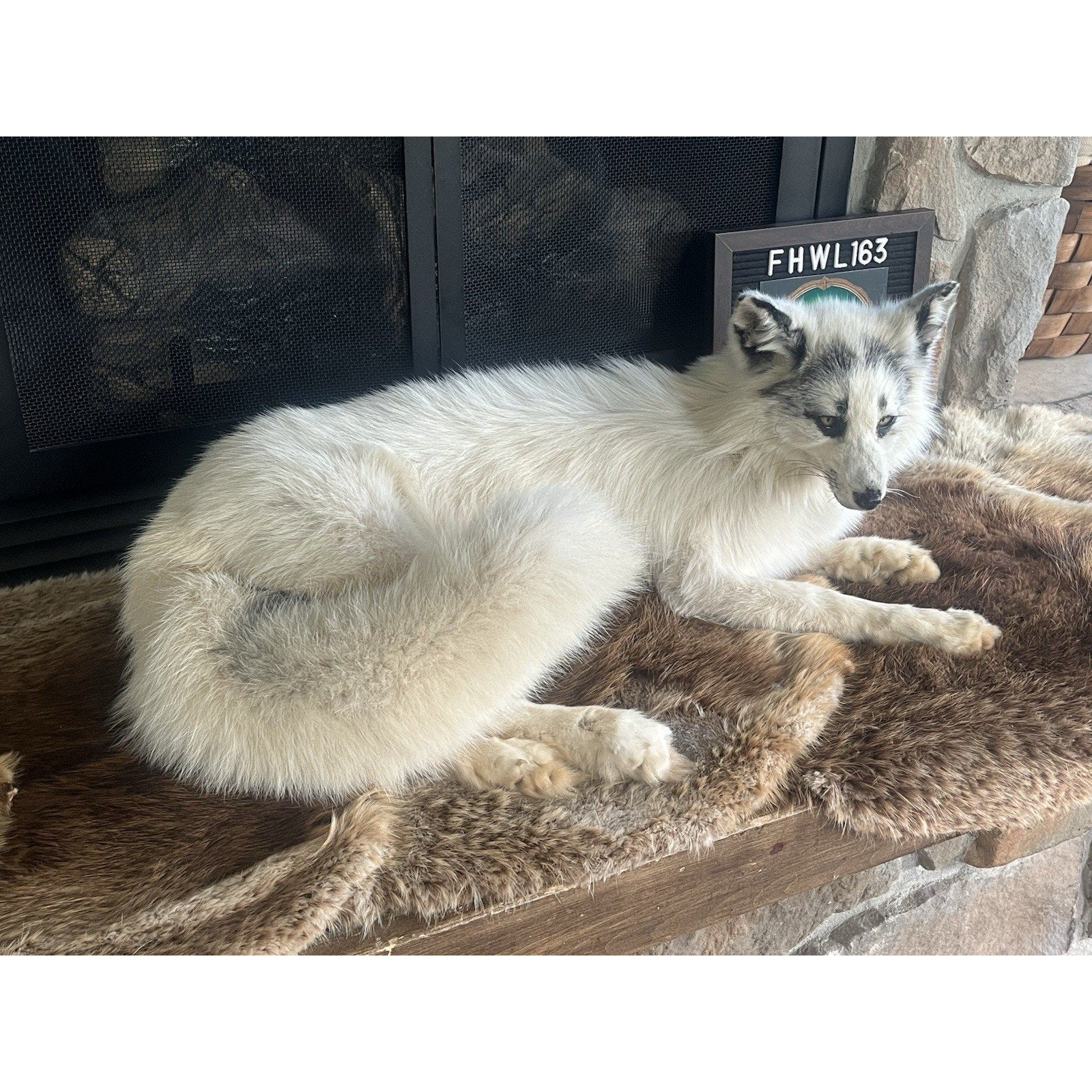 FHWL163 - Museum Quality White Fox Taxidermy mount