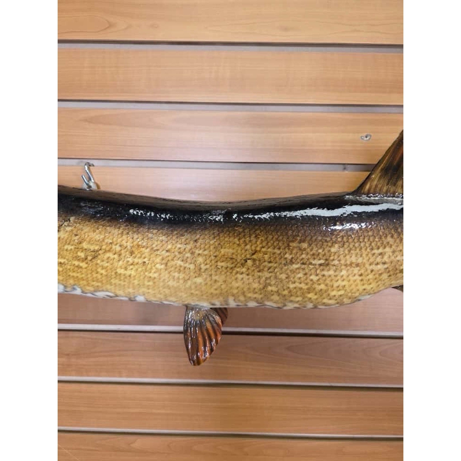 JTV221 - 36” Northern Fish Real Skin Taxidermy Mount
