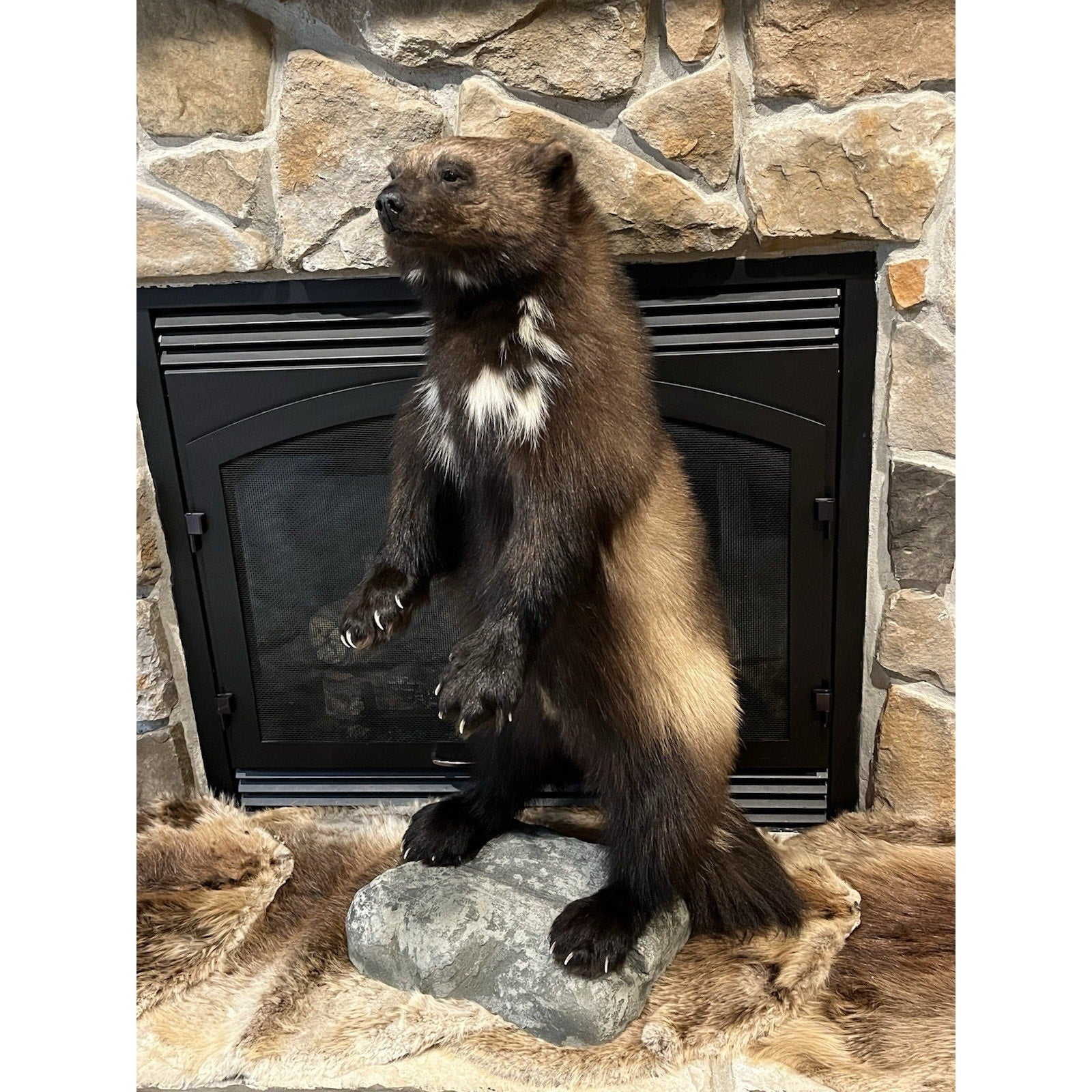 FHWL23-Beautiful Real Alaskan Wolverine Prime Fur Taxidermy Mount