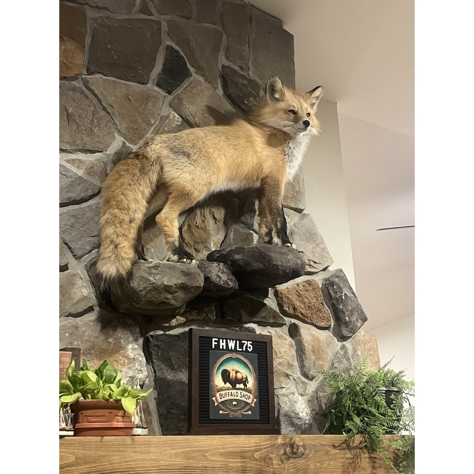 FHWL75 - Museum Quality Red Fox Taxidermy mount