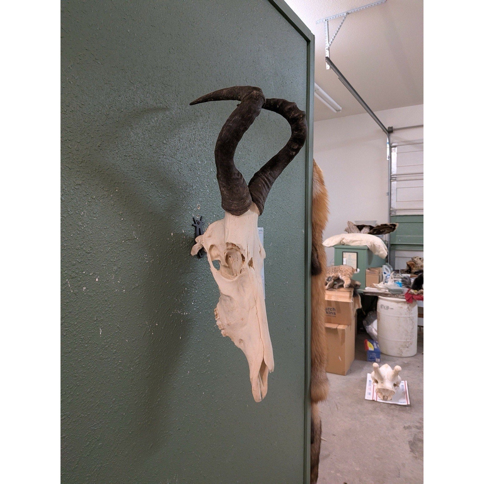 FHPAT110- Red Cape hartebeest Real Skull Taxidermy