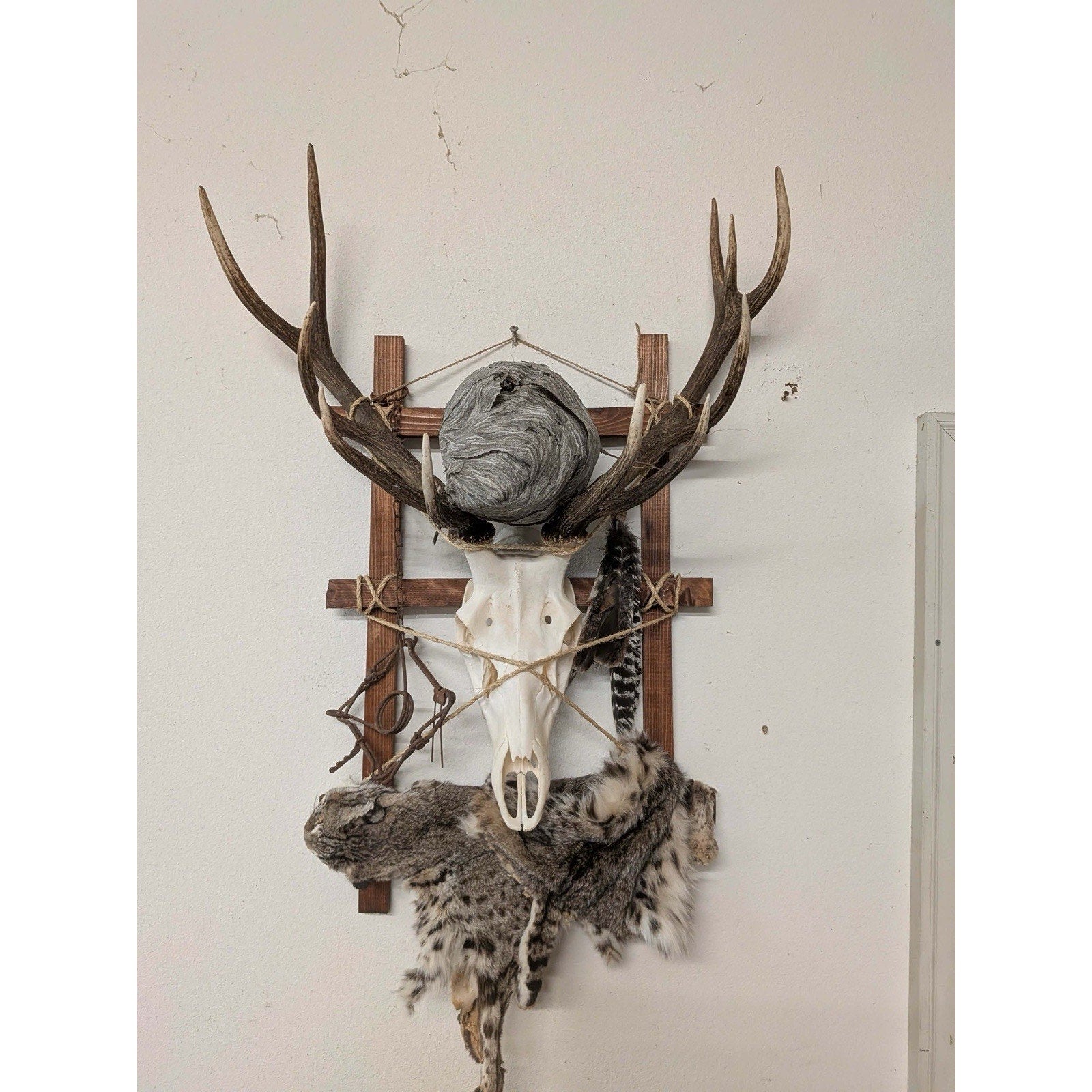 FHPAT1227 - Whitetail Real Deer Wall Hanging Wall Pack Taxidermy