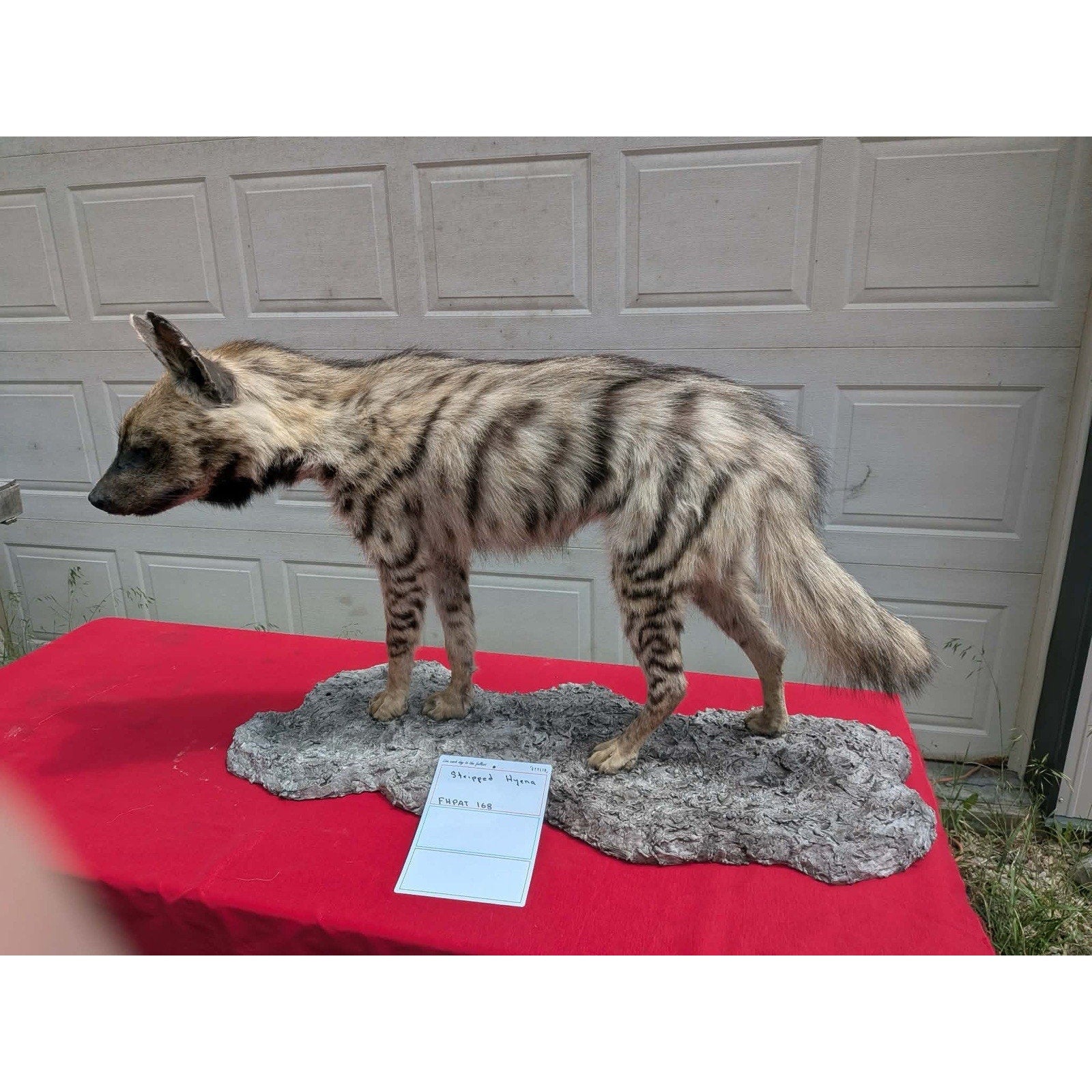 FHPAT168 - Striped hyena Super Rare New Taxidermy Mount