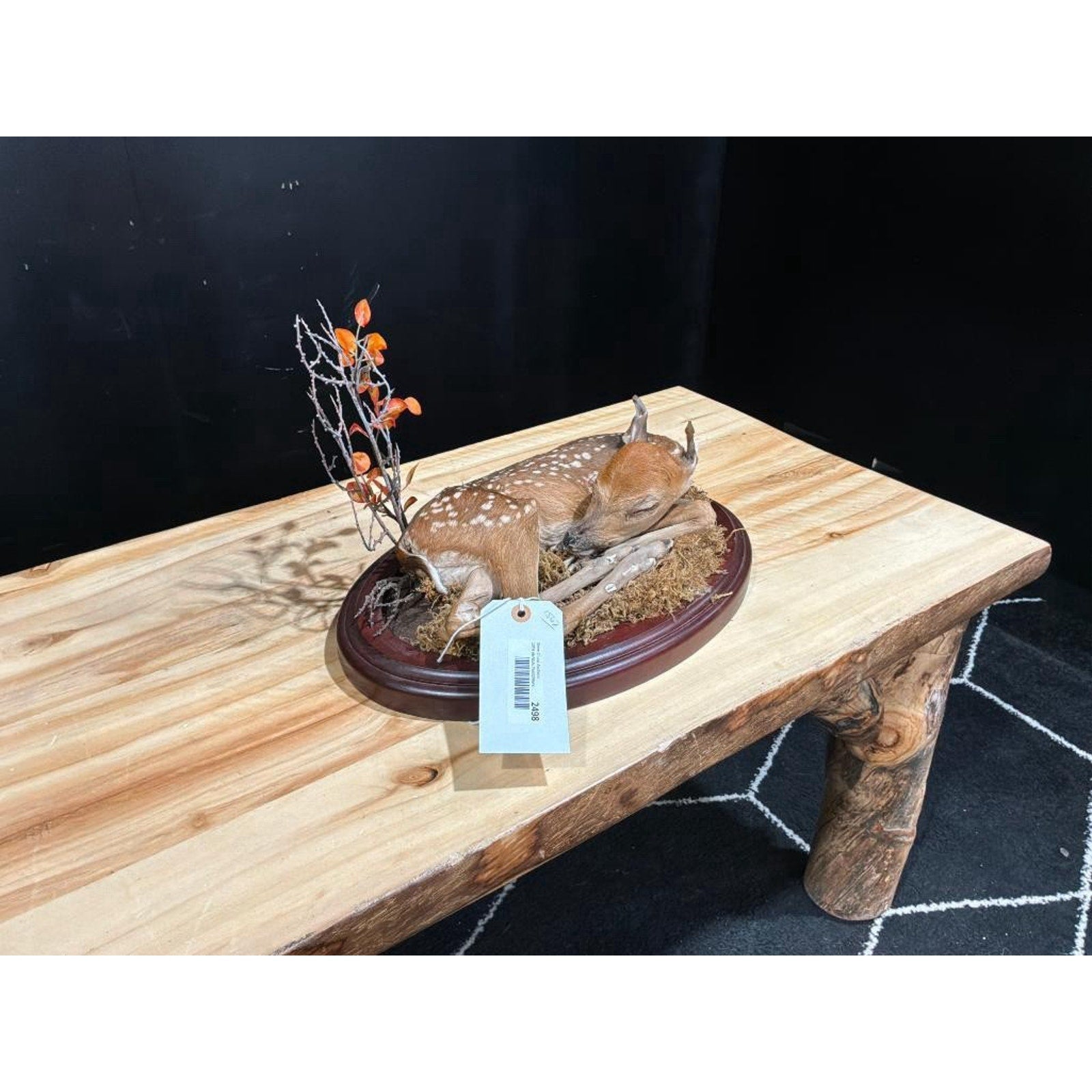 FHSC2498- Baby Deer Fawn tiny taxidermy mount