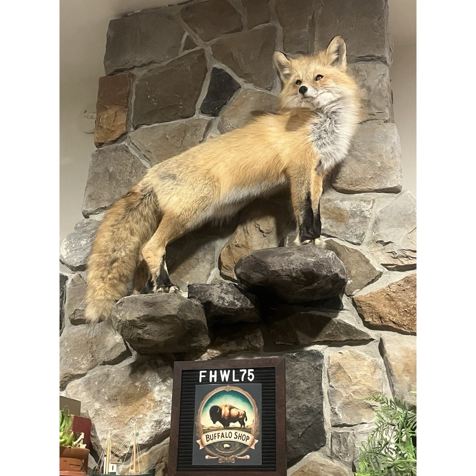 FHWL75 - Museum Quality Red Fox Taxidermy mount