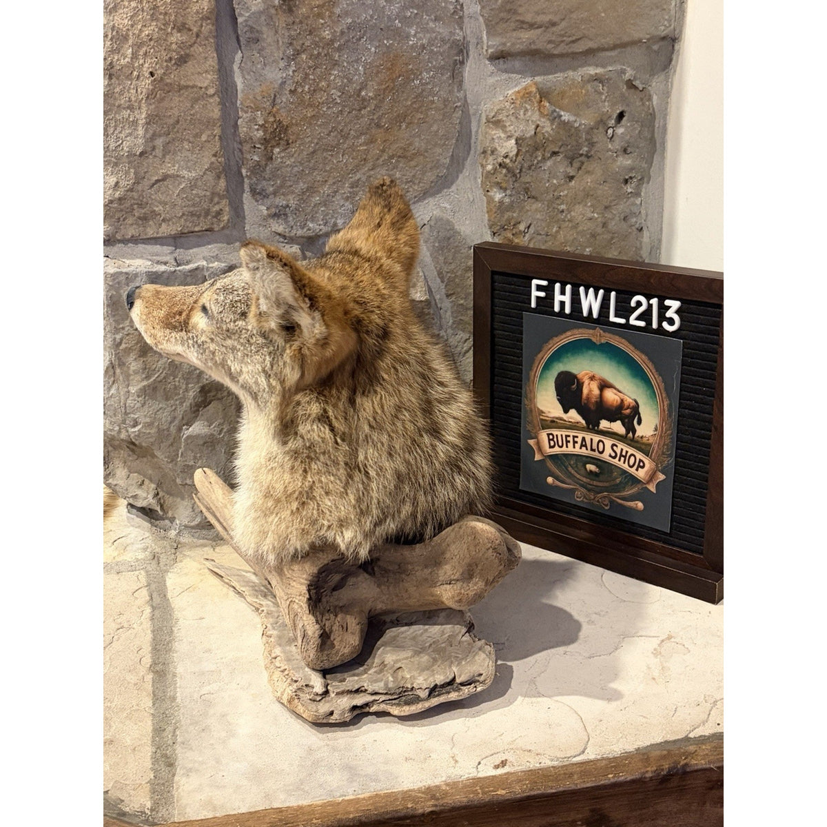 FHWL213 - Coyote Shoulder Museum Quality mount Taxidermy