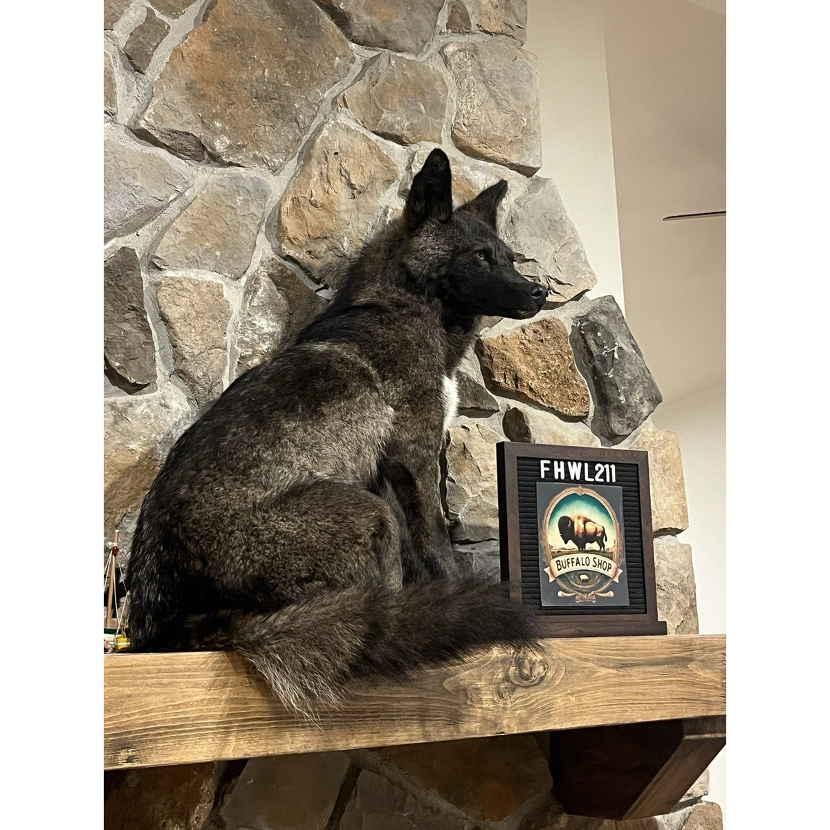 FHWL211 - Coyote Wall mount Taxidermy