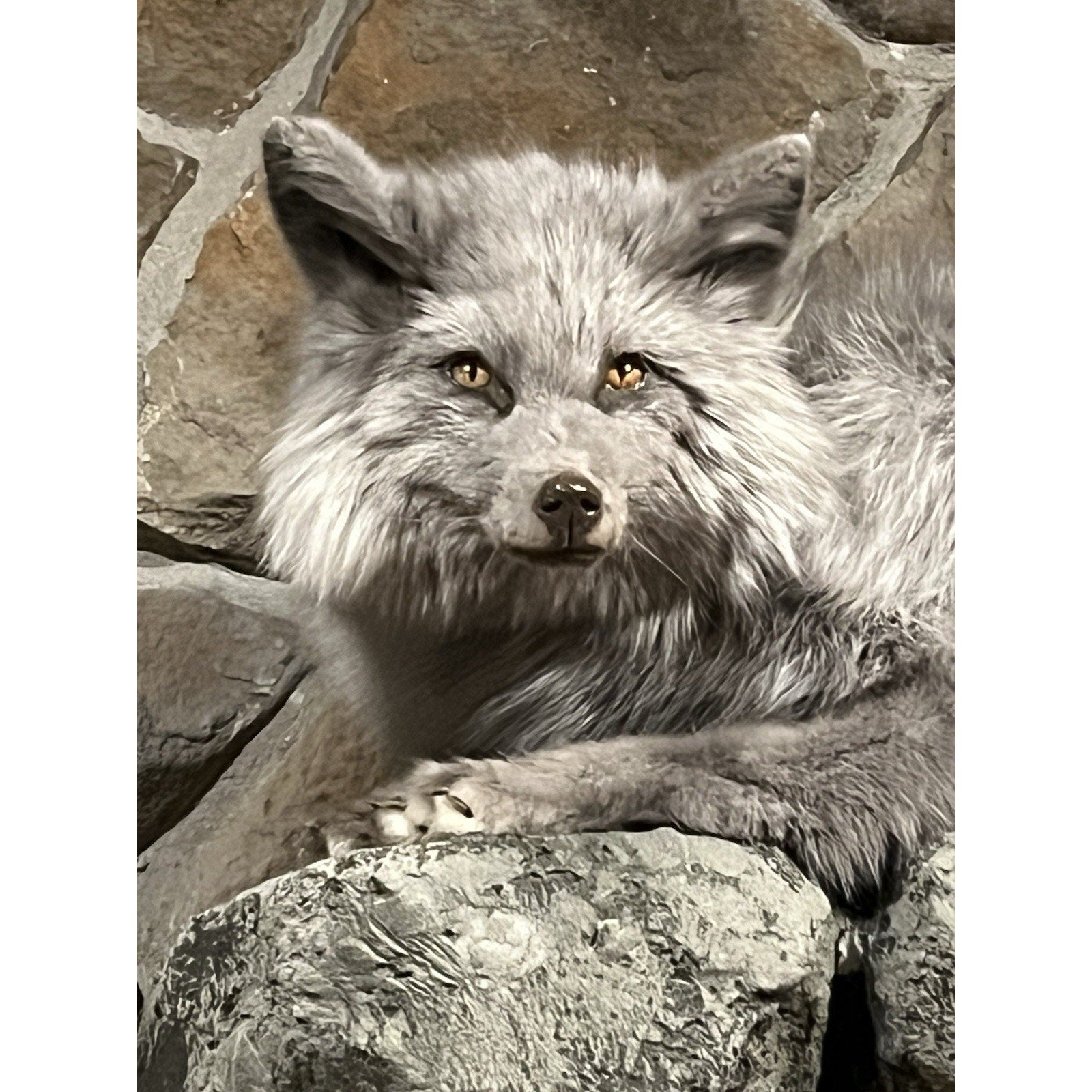 FHWL58 - Beautiful Grey Ranch Fox Taxidermy Full Body Mount