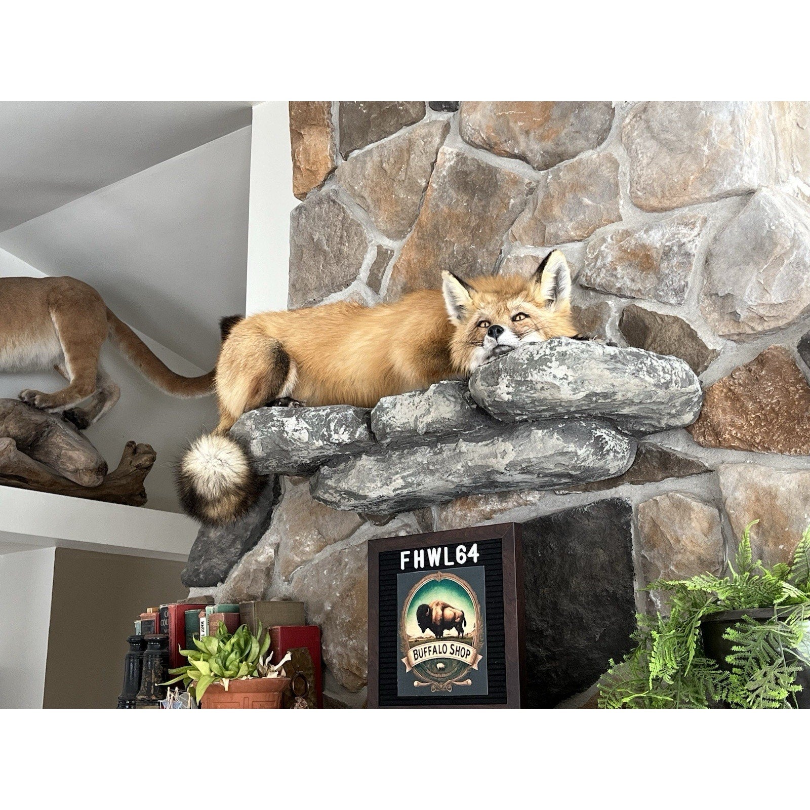 FHWL64 - Red Fox Taxidermy Full Body Mount