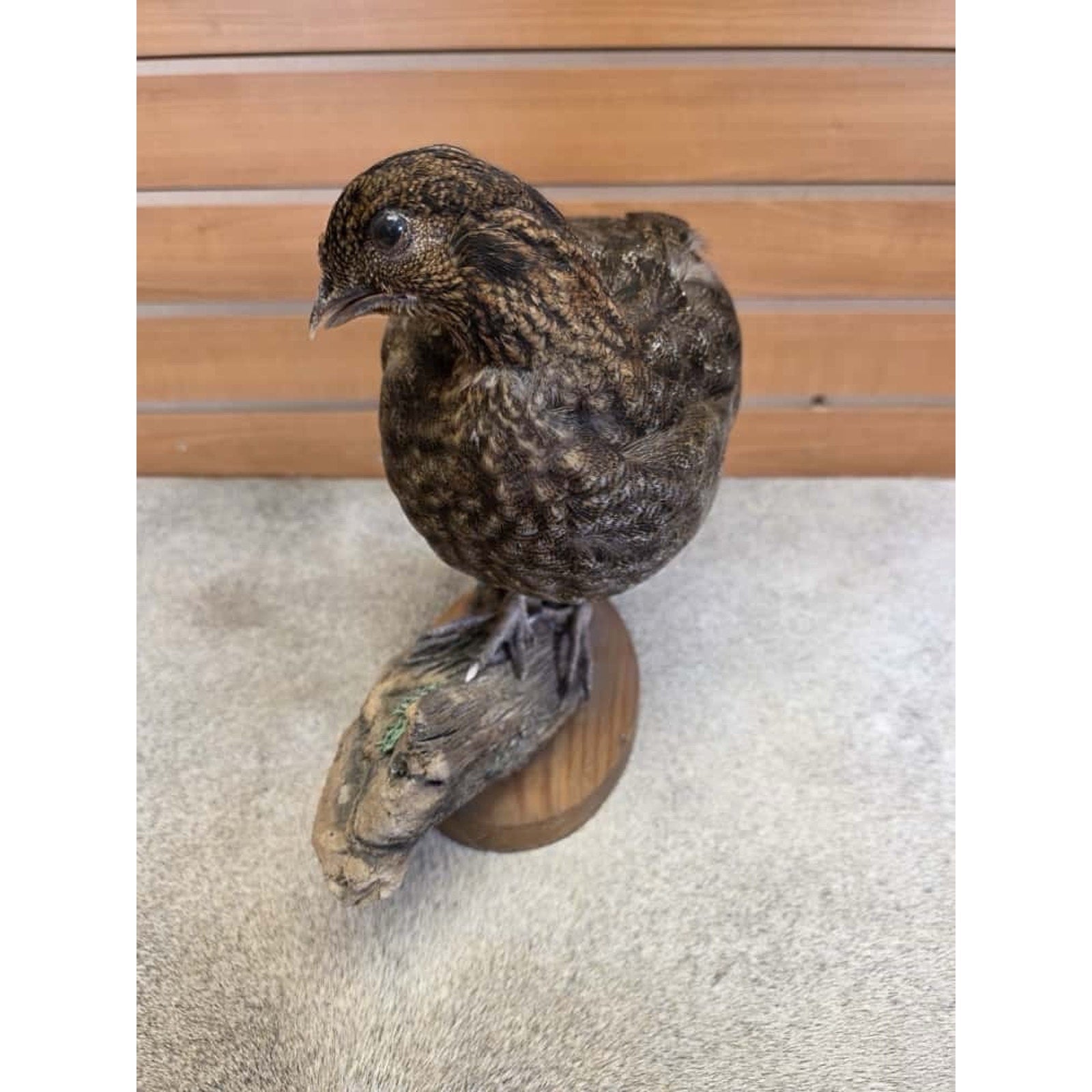 JTV252 - Temminck Tragopan hen Taxidermy Mount