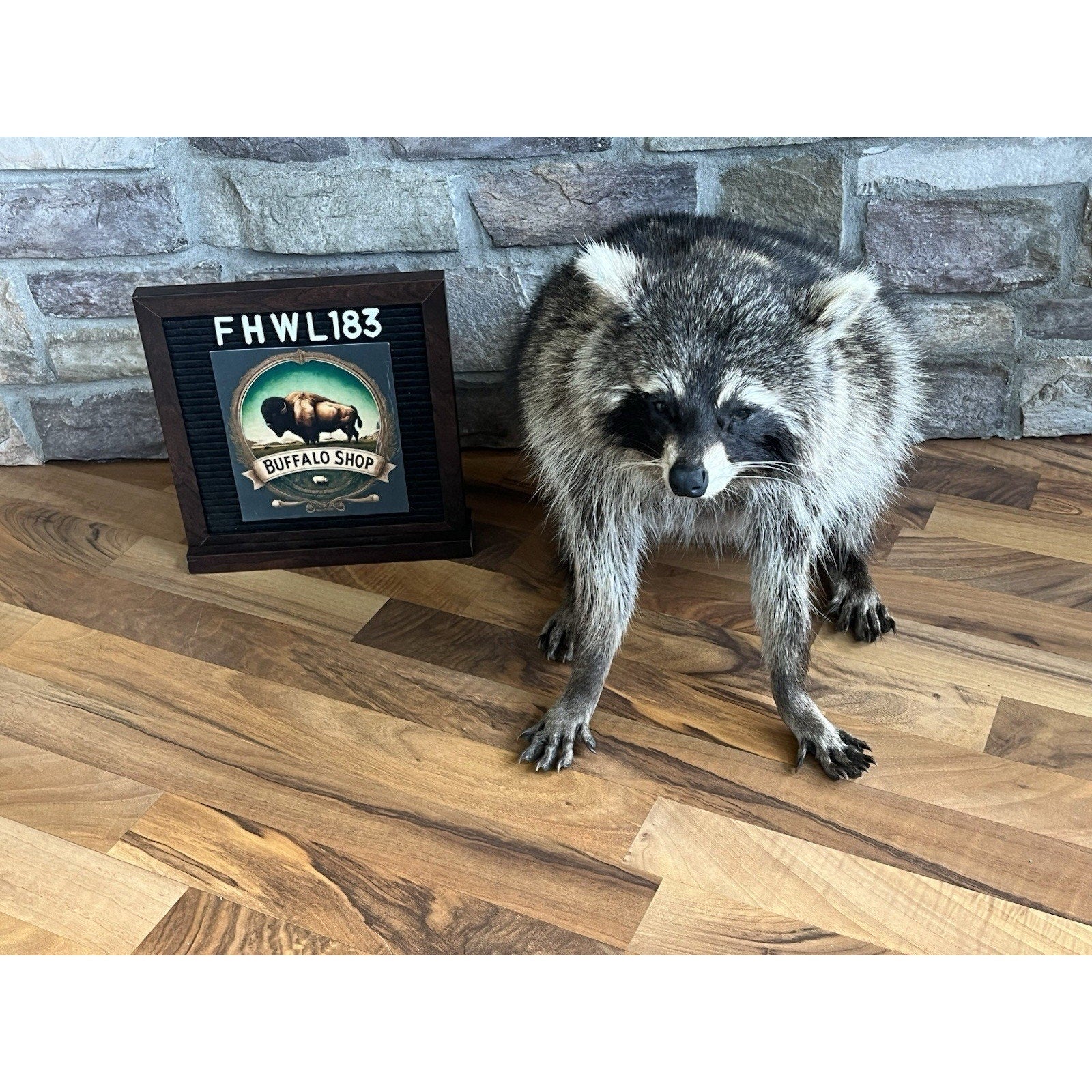FHWL183-Jimothy Fat Raccoon Taxidermy Mount