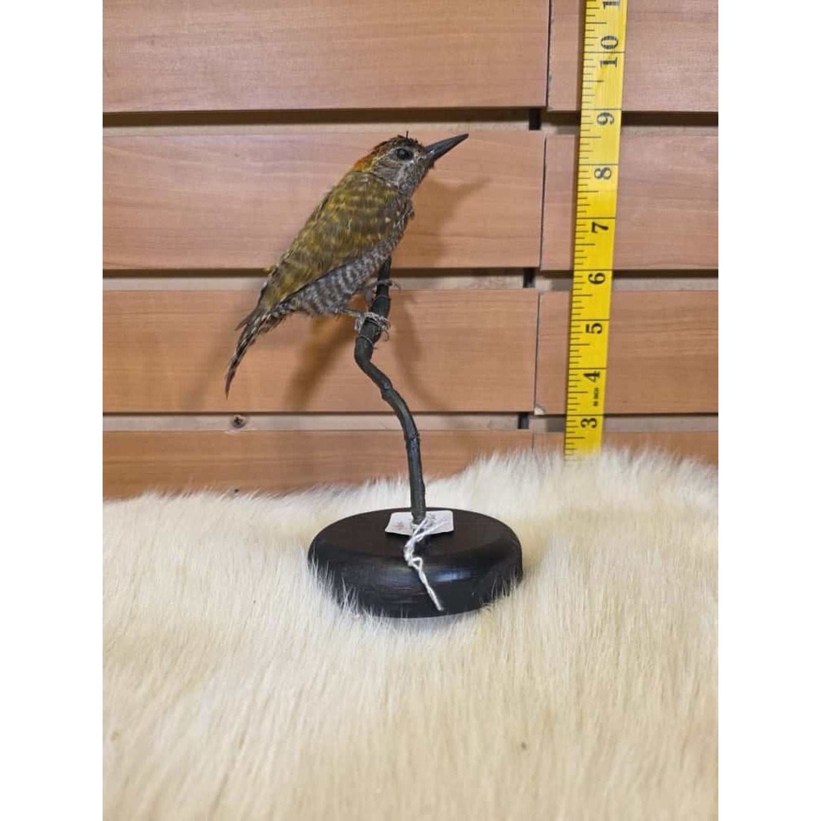 SPL1 - Zoo Raised Golden Collared Woodpecker Taxidermy Mount