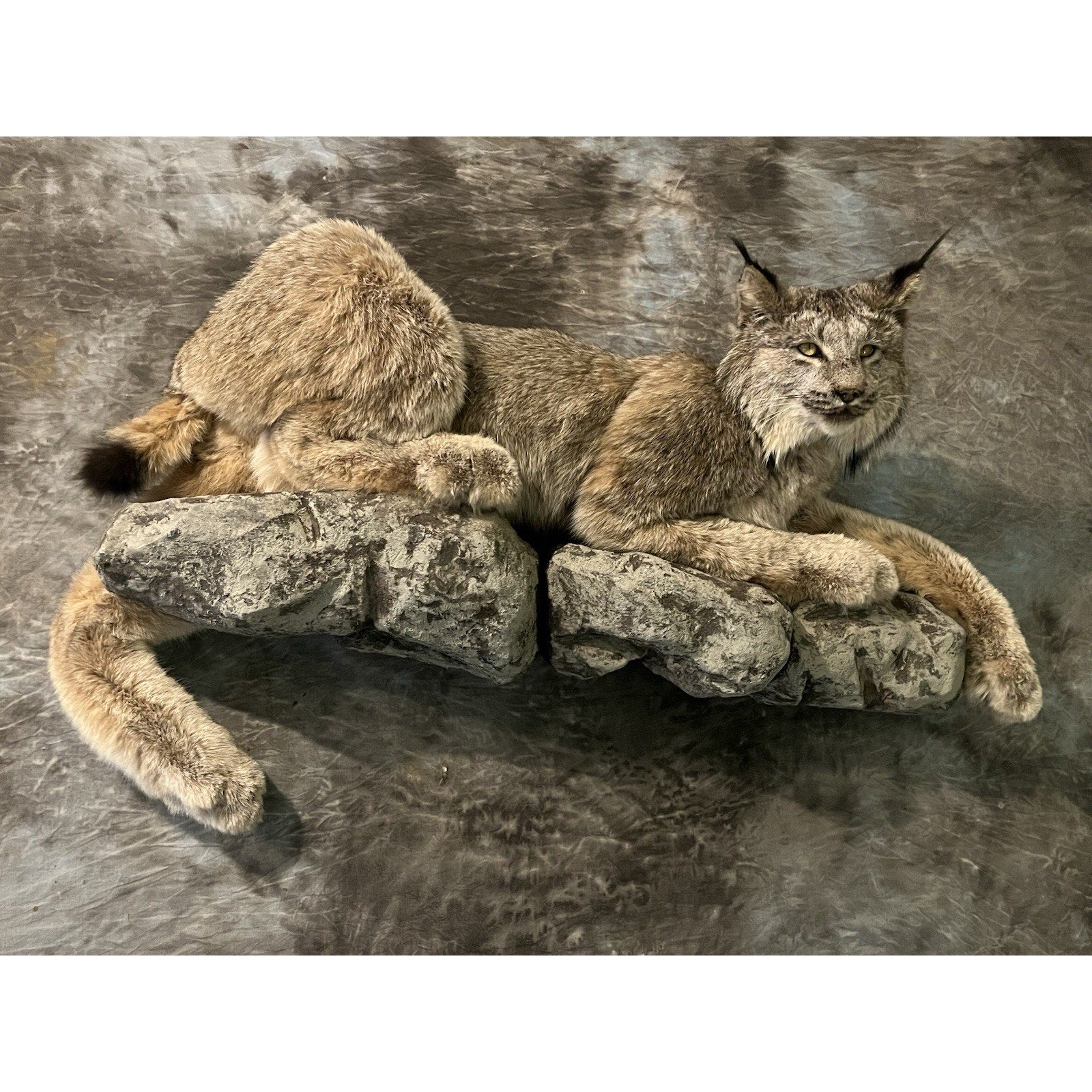 FHWL33 - Alaskan Lynx Taxidermy Full Body Mount Prime Fur