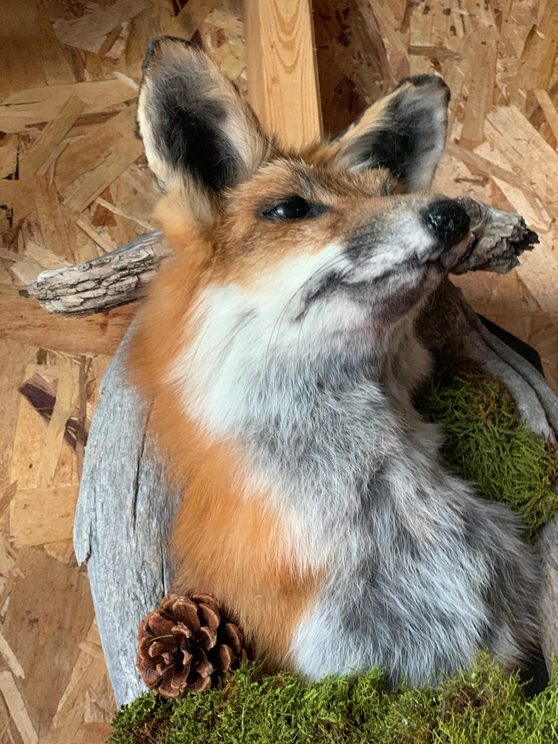 Red fox shoulder mount taxidermy in den