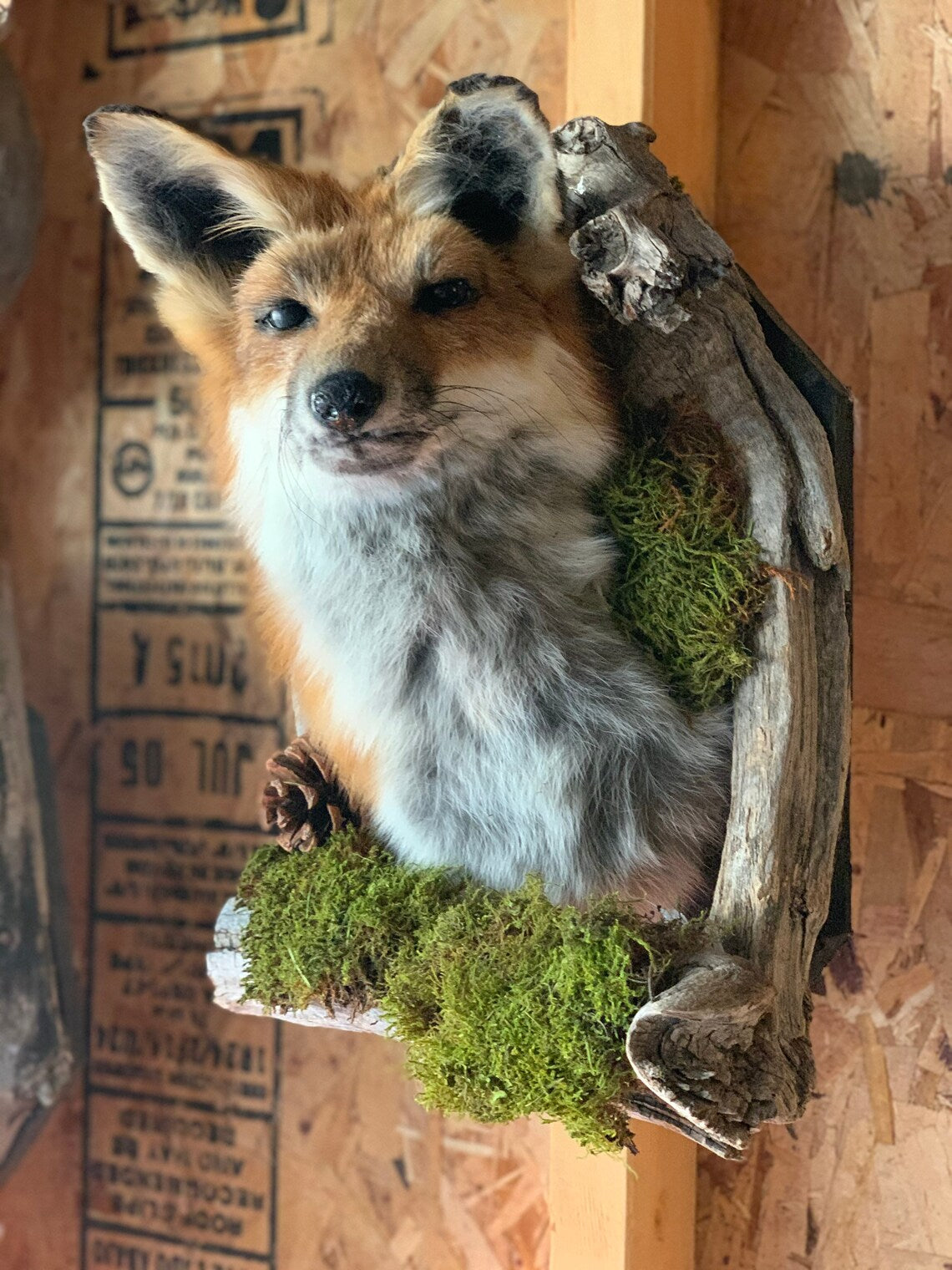 Red fox shoulder mount taxidermy in den