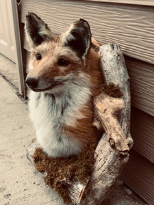 Red fox shoulder mount taxidermy in den