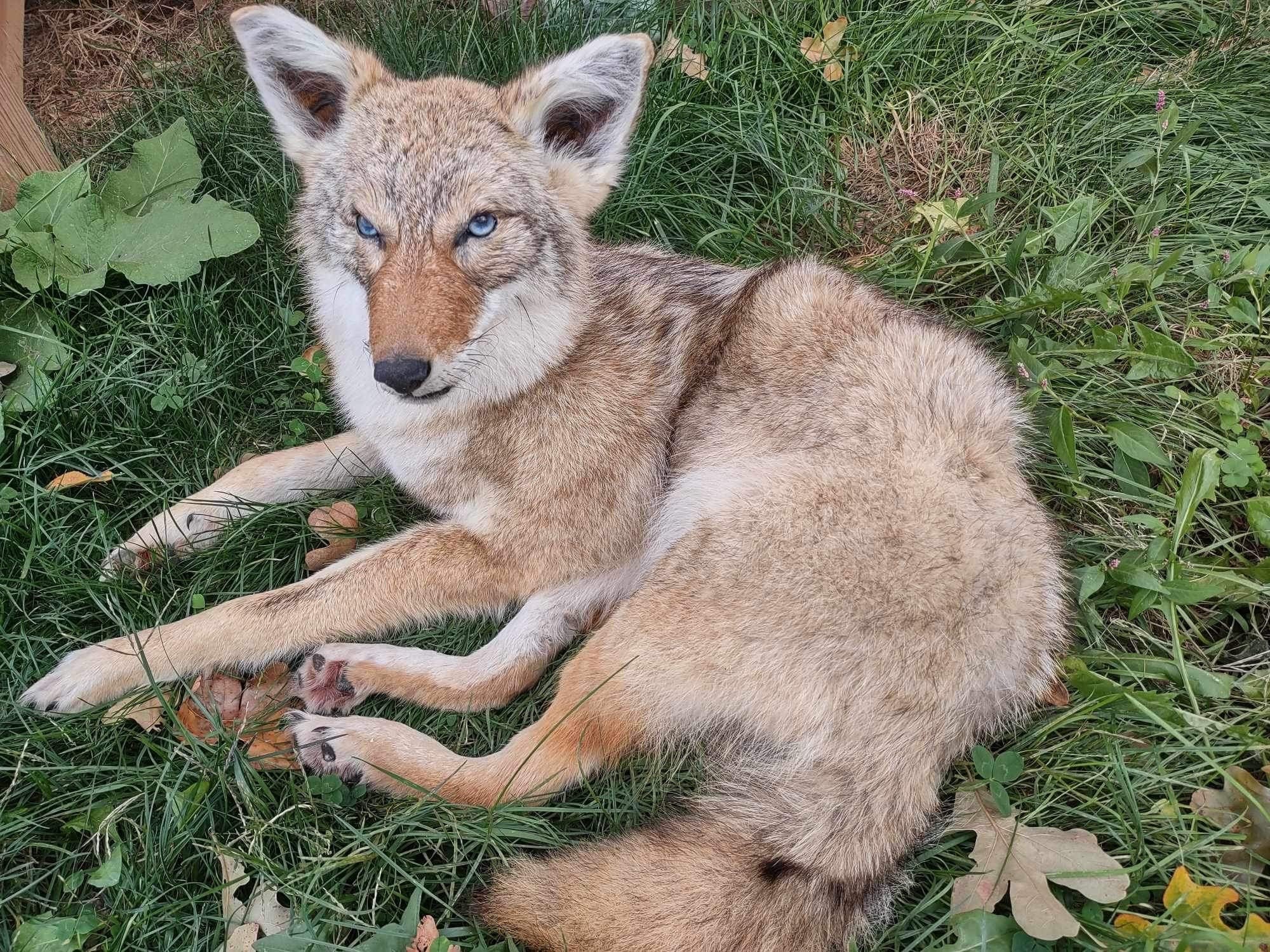 Coyote Taxidermy Custom Full Body Mount Home Camp Wall Decor Hunting Cabin