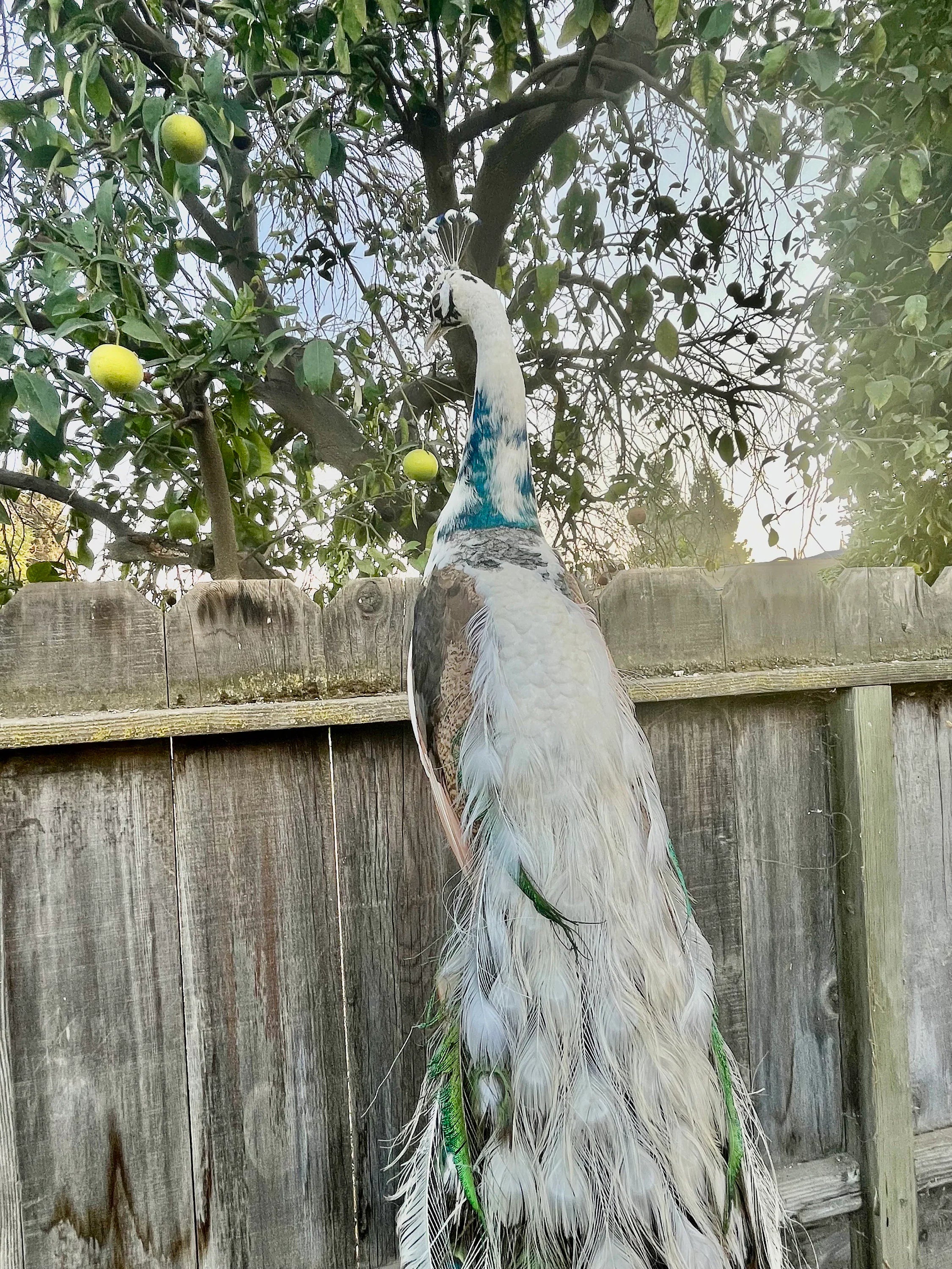 Ultra Rare white Pied PEACOCK Taxidermy Mount museum quality