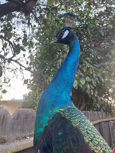 India Blue black shoulder PEACOCK Taxidermy Mount museum quality