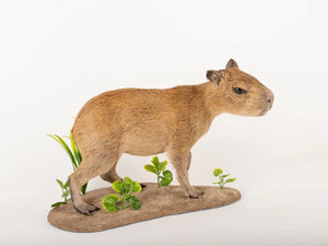 Capybara Full Body Mount Taxidermy