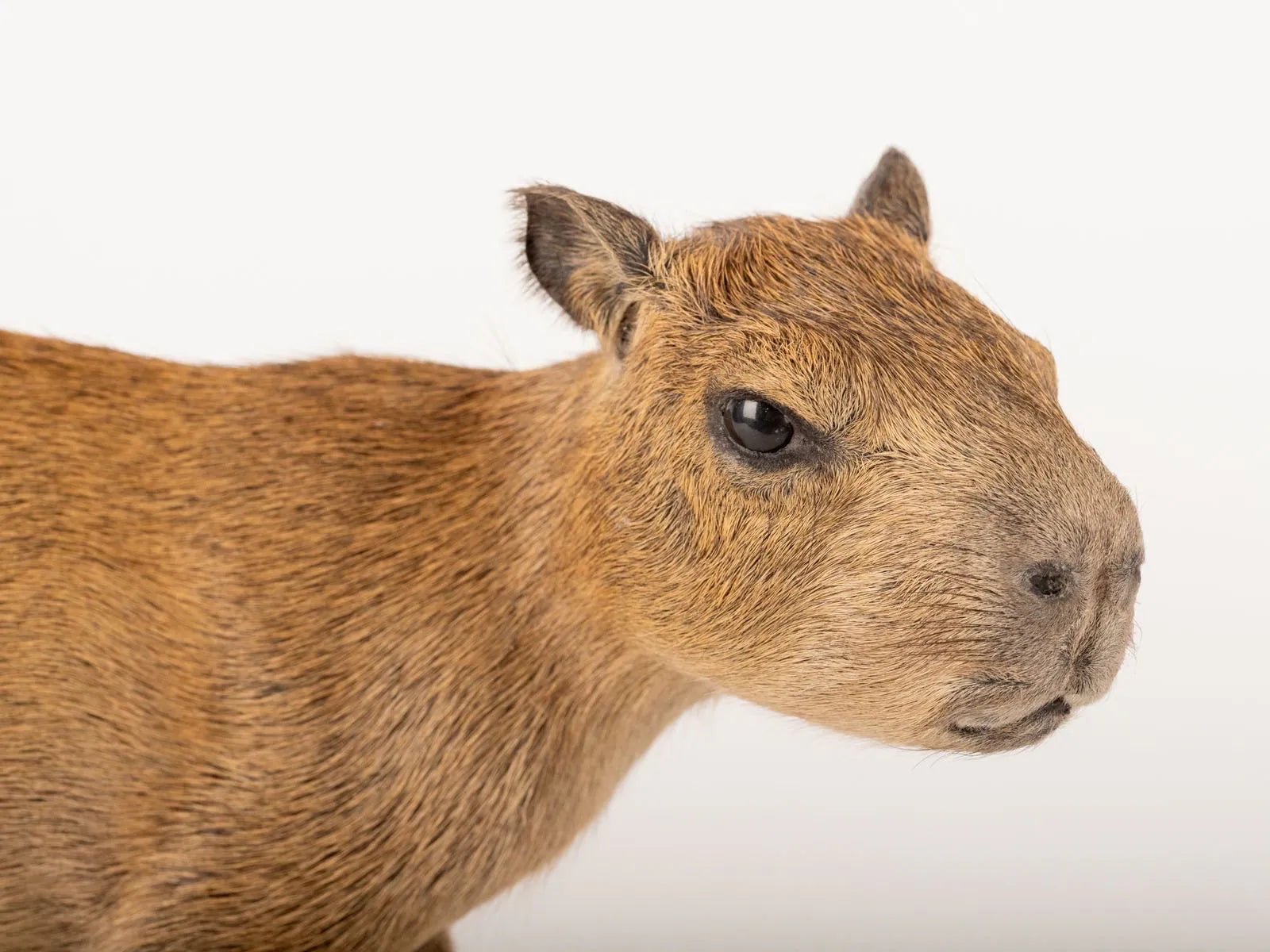 Capybara Full Body Mount Taxidermy