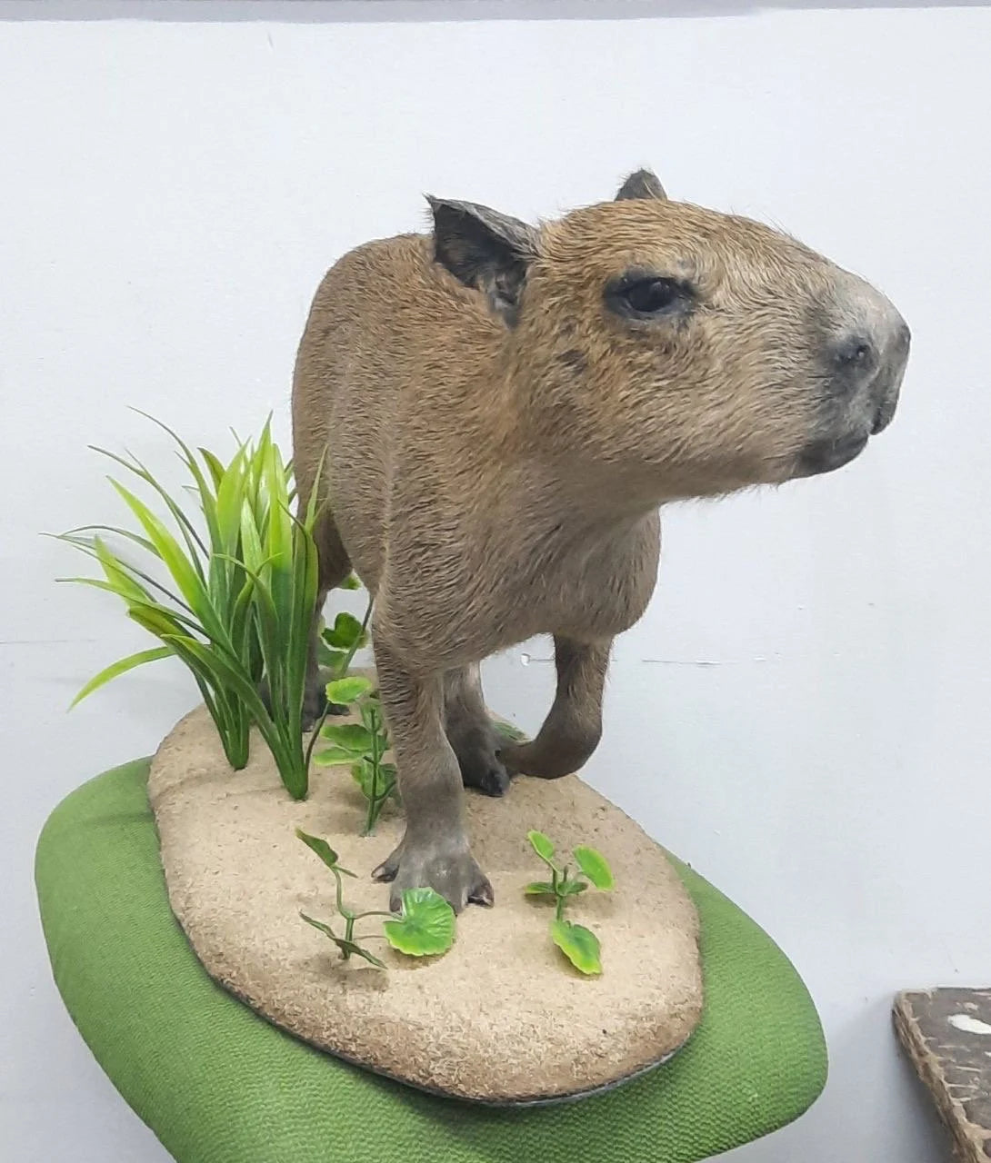 Capybara Full Body Mount Taxidermy