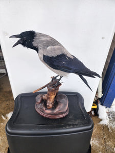 Hooded crow Taxidermy Mount real