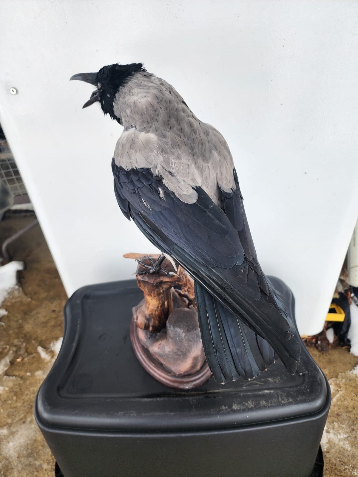 Hooded crow Taxidermy Mount real