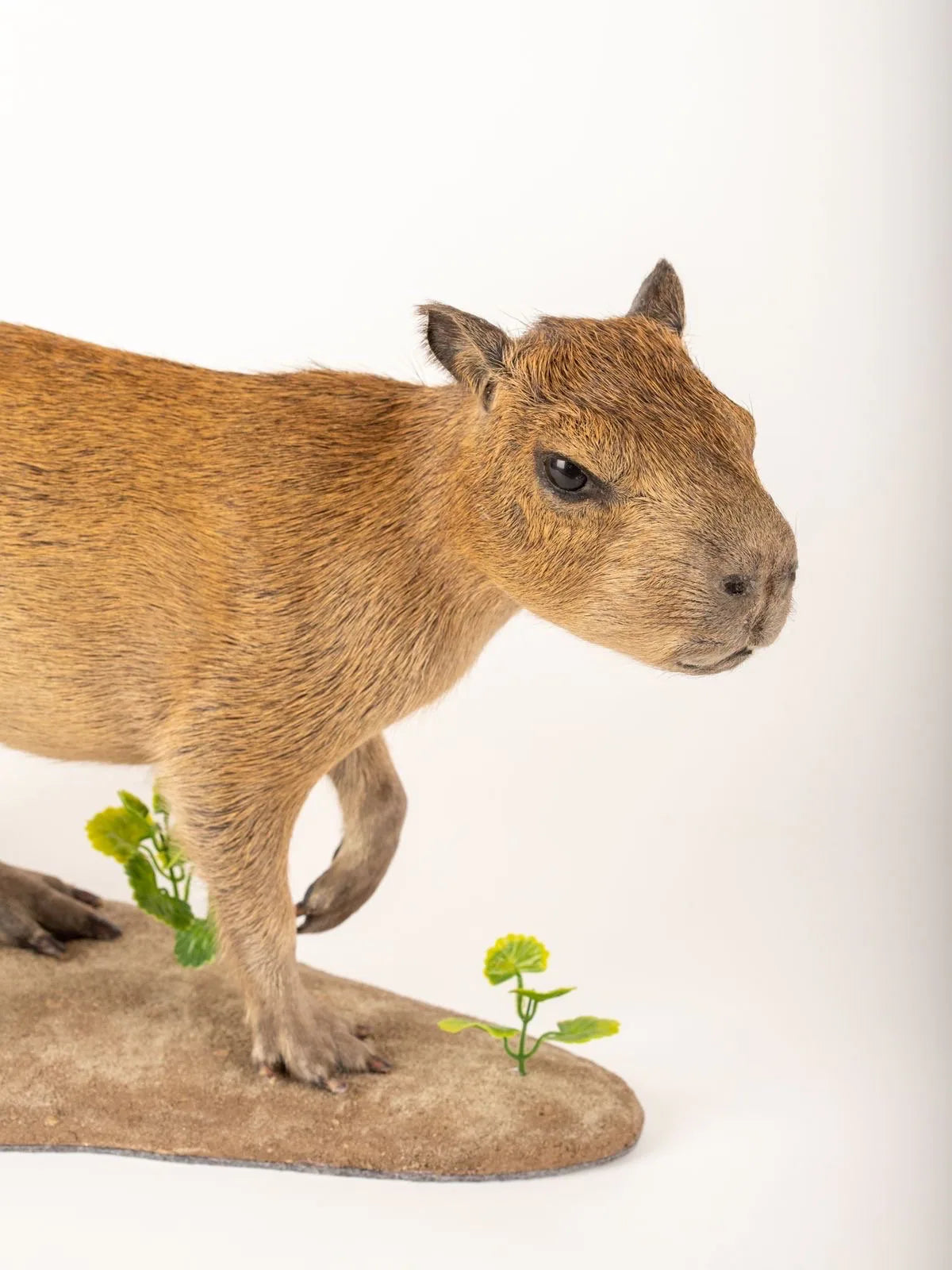 Capybara Full Body Mount Taxidermy