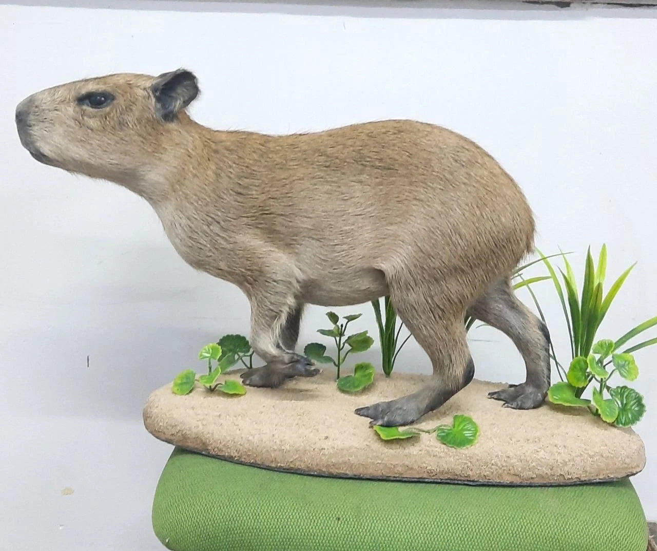 Capybara Full Body Mount Taxidermy