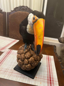 Museum Quality Real Toco Toucan Taxidermy Mount Beautiful Colors