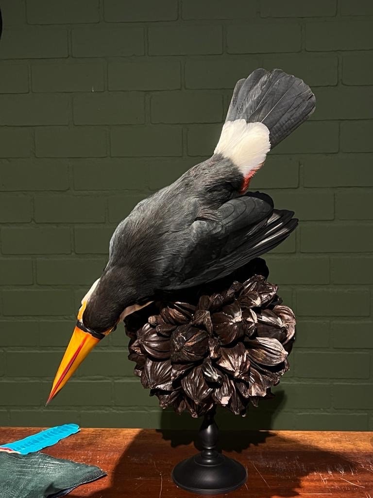 Museum Quality Real Toco Toucan Taxidermy Mount Beautiful Colors