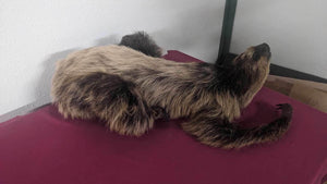 New Excellent Adult crawling Sloth Taxidermy Table Mount Full Body